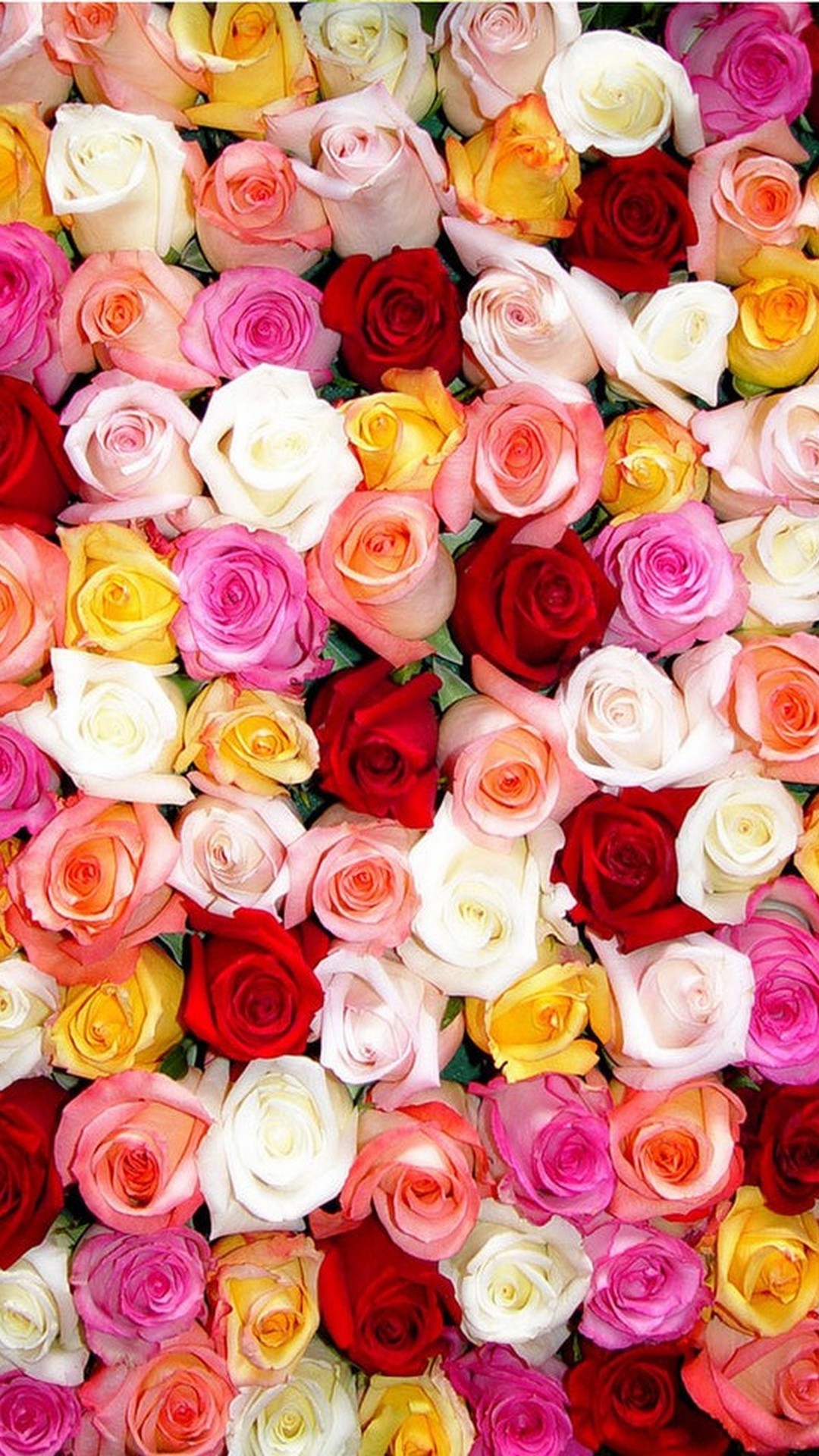 carta da parati rosa carta da parati rosa,fiore,rosa,rose da giardino,petalo,tagliare i fiori