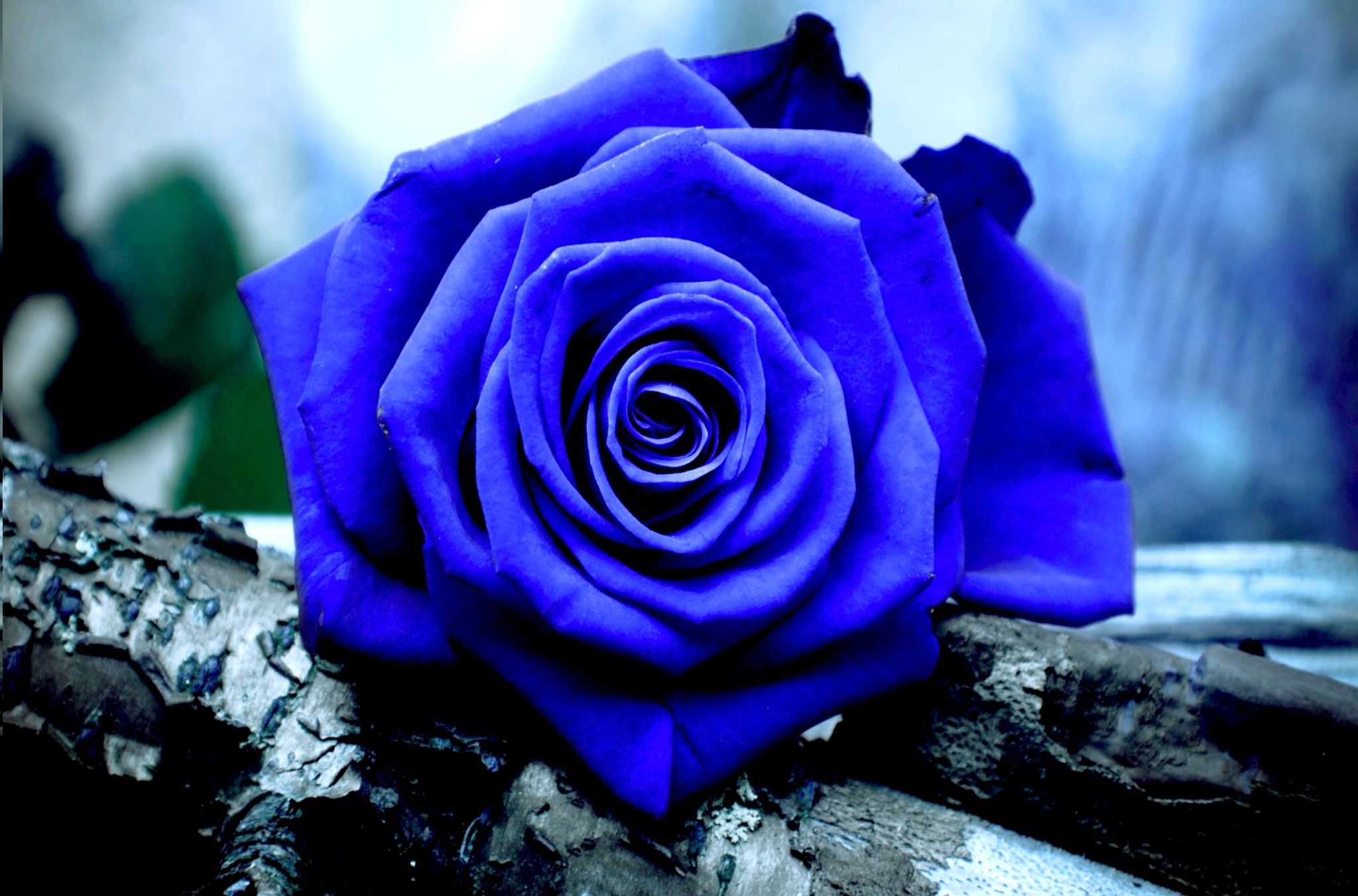 rose wallpaper rose wallpaper,flower,rose,flowering plant,blue,garden roses