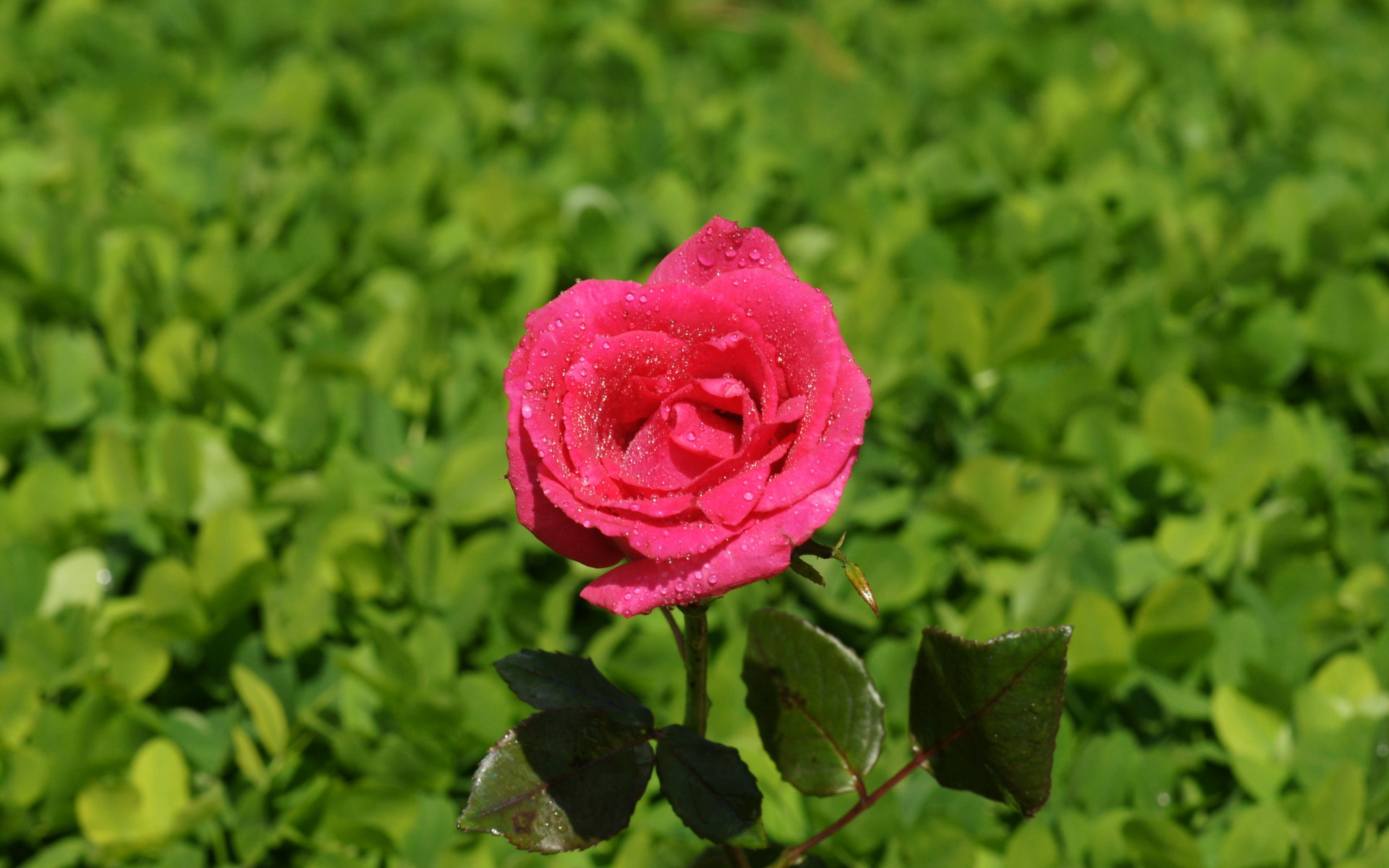 papel tapiz rosa papel tapiz rosa,flor,planta floreciendo,pétalo,rosas de jardín,rosa