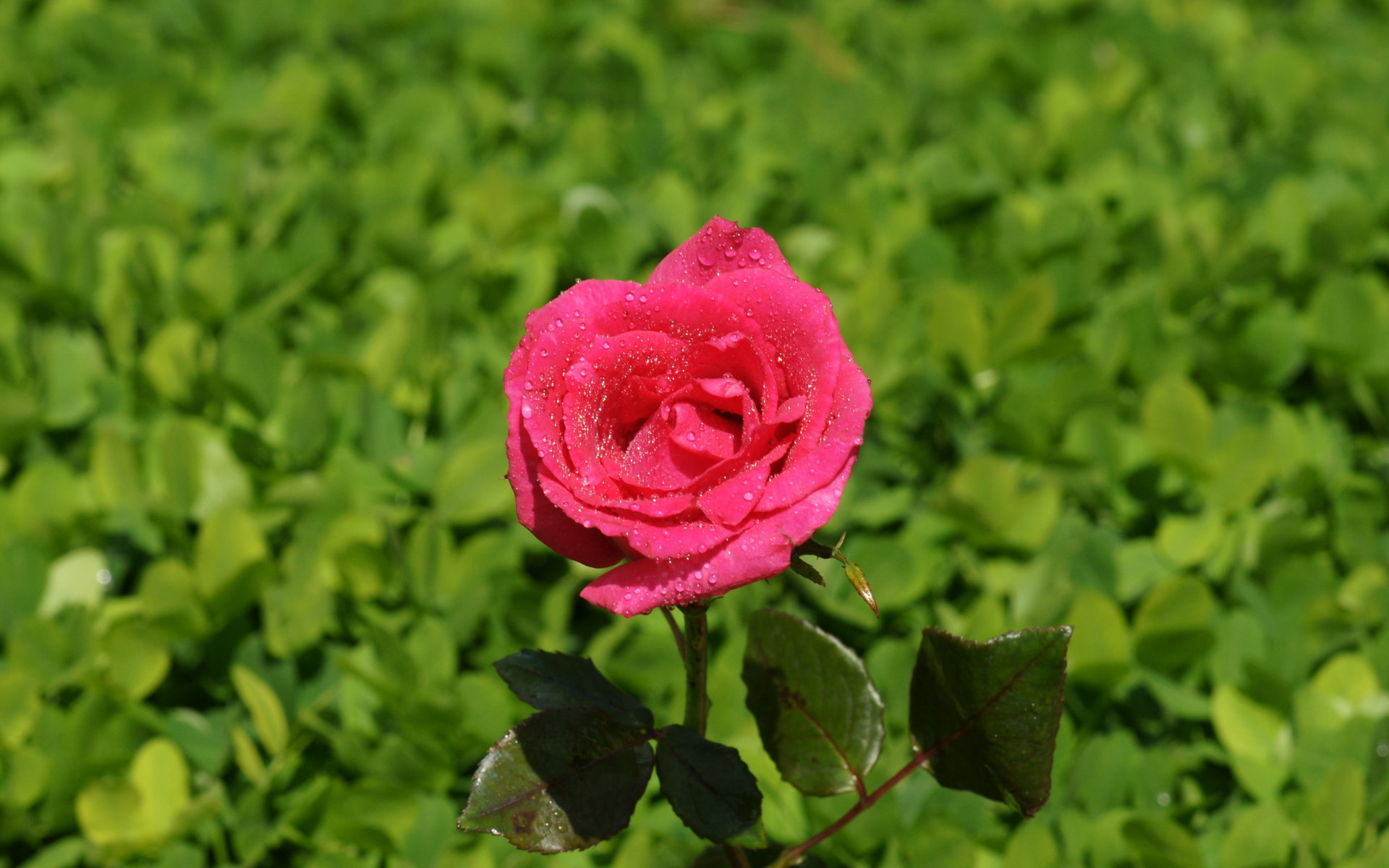 fond d'écran rose fond d'écran rose,fleur,plante à fleurs,pétale,roses de jardin,rose