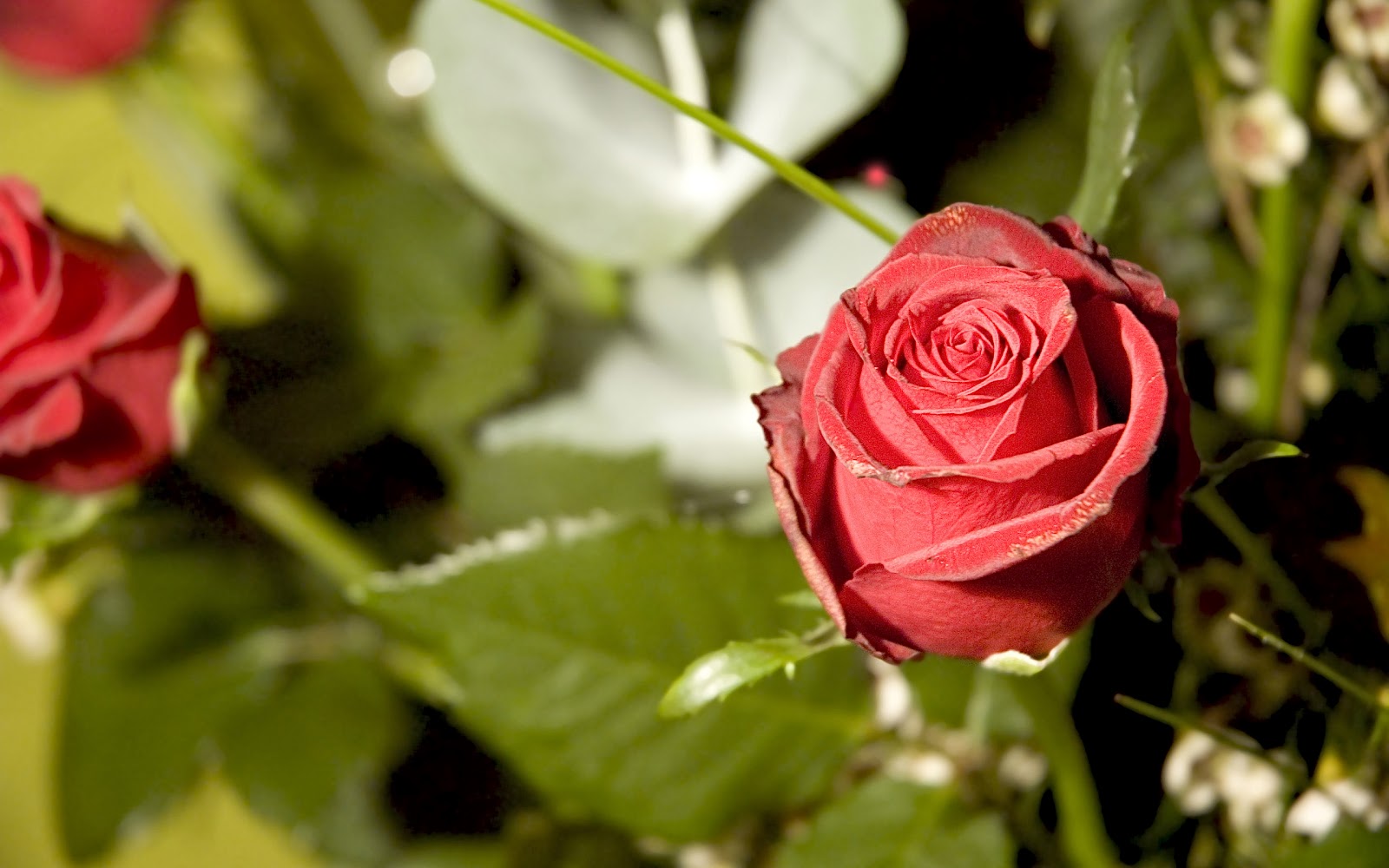 fond d'écran rose fond d'écran rose,fleur,roses de jardin,plante à fleurs,rose,pétale