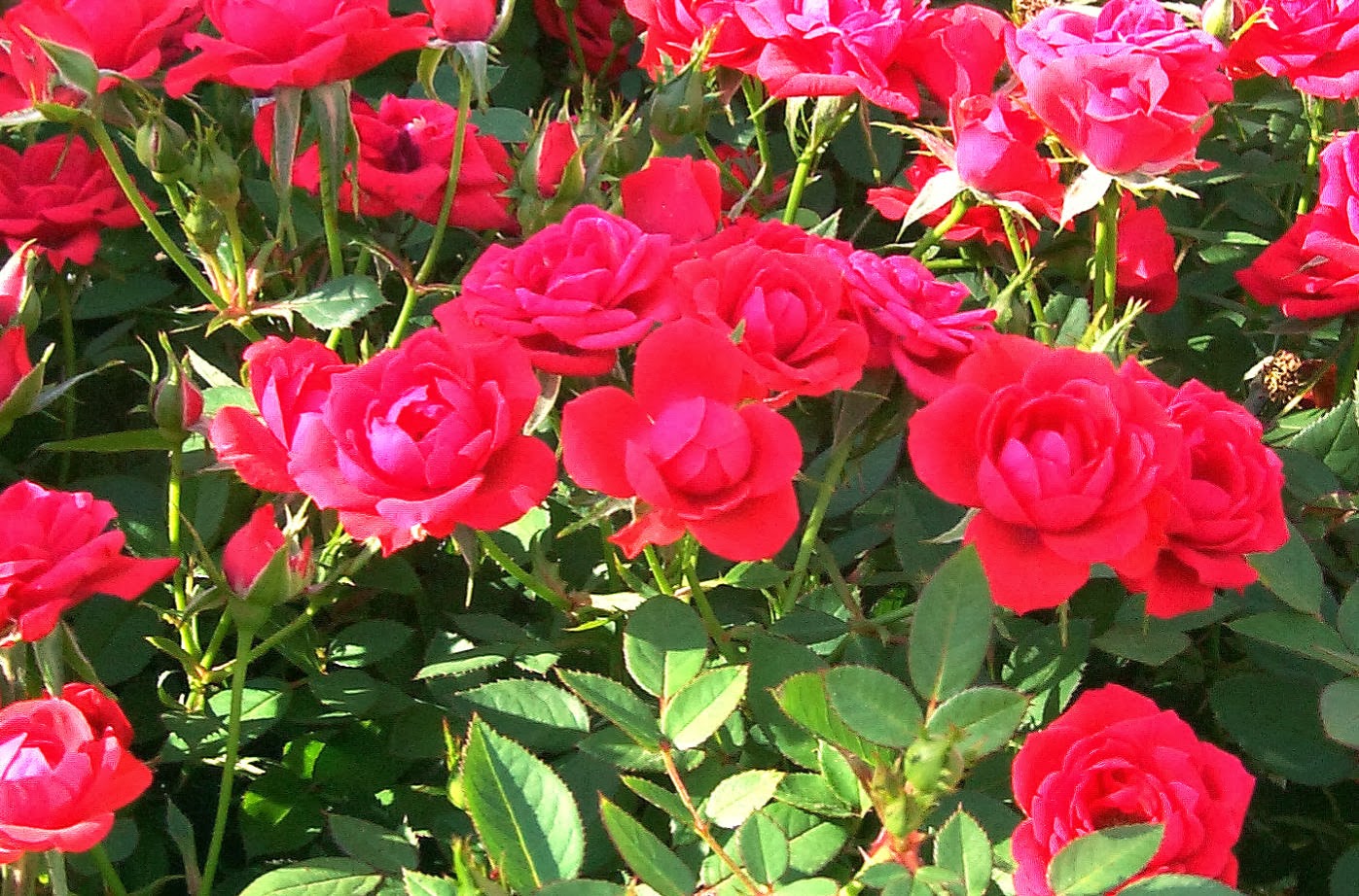 rosentapete rosentapete,blume,blühende pflanze,julia kind stand auf,floribunda,pflanze