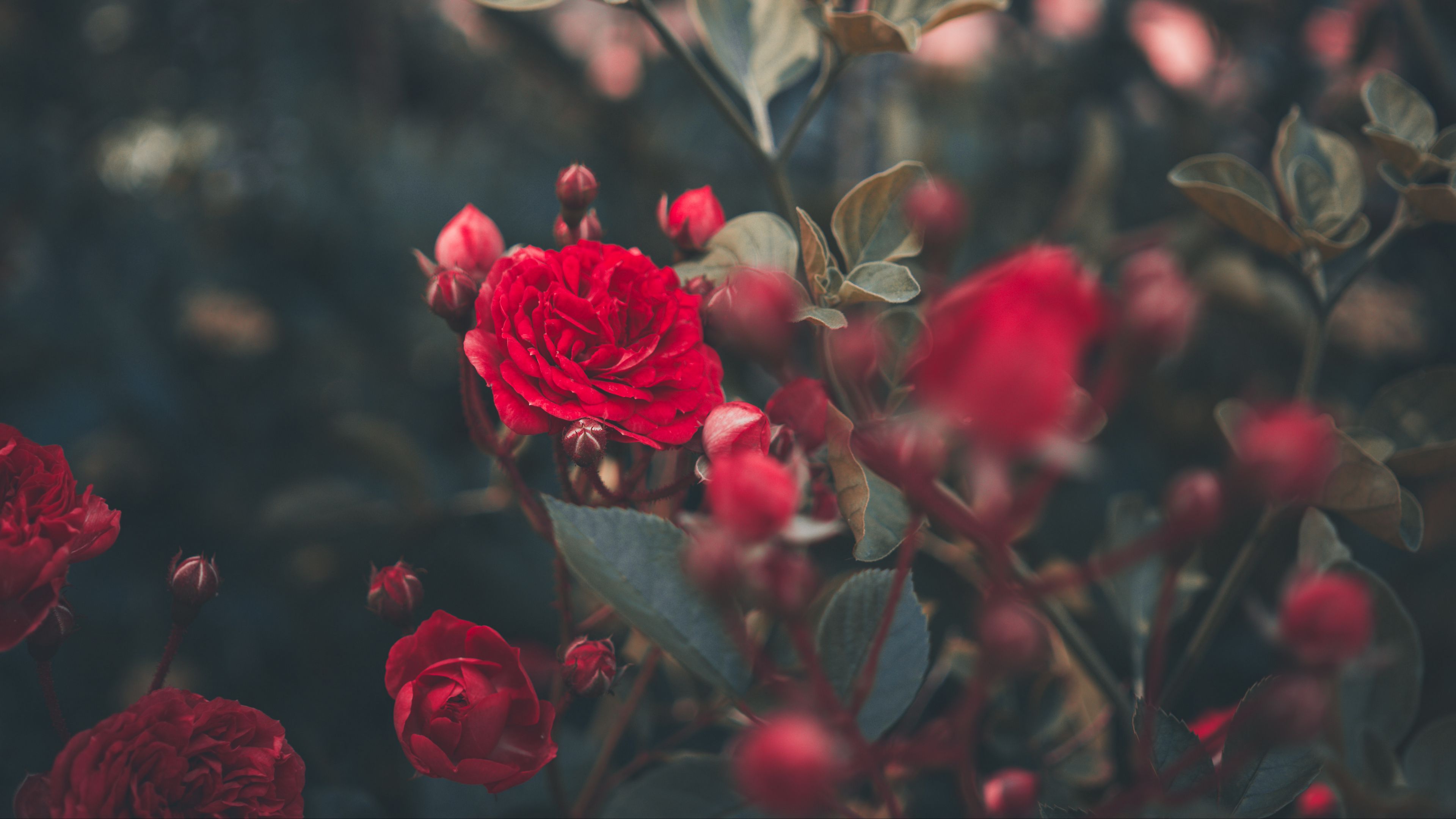 rose wallpaper rose wallpaper,flower,flowering plant,red,petal,garden roses