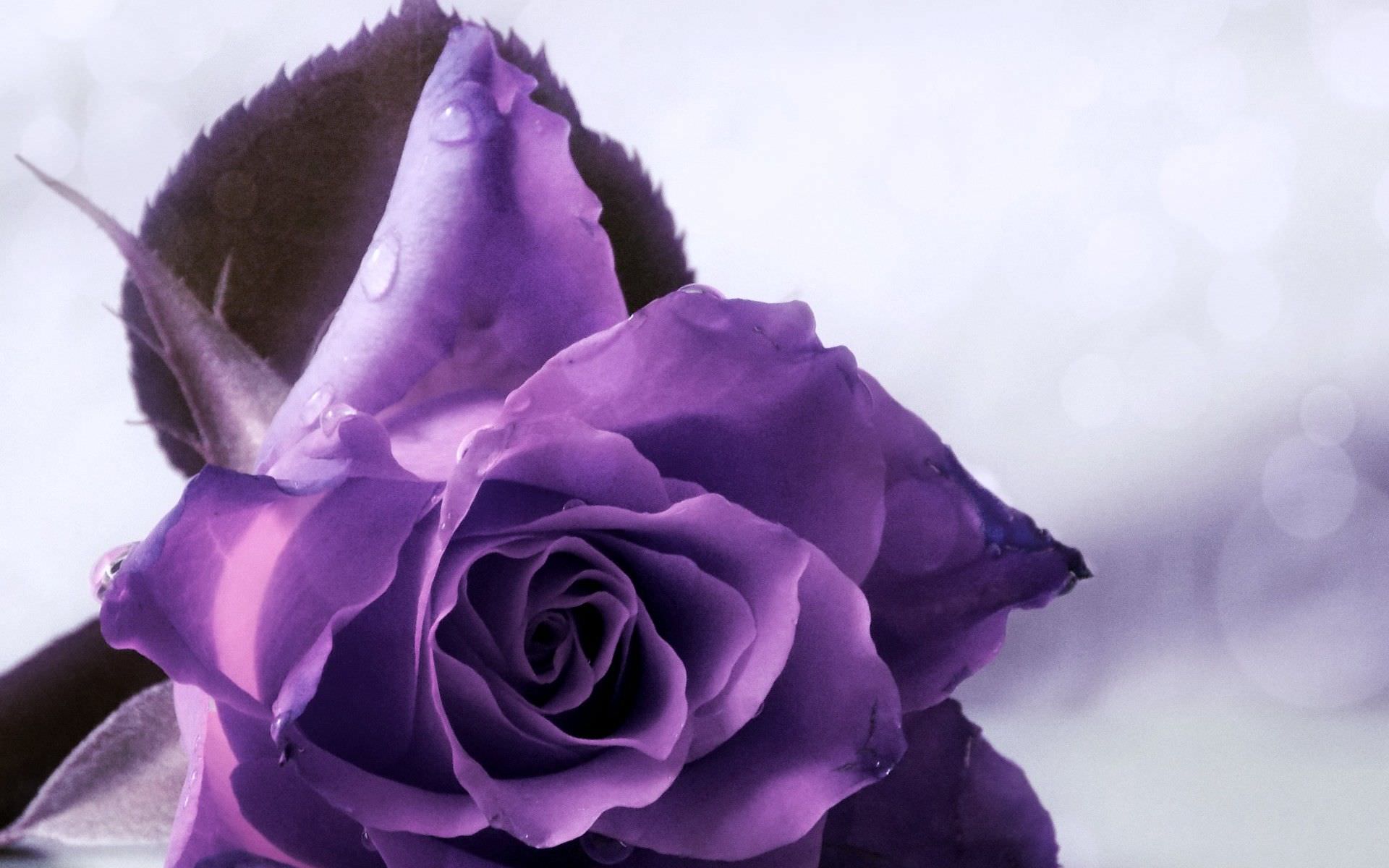 バラの壁紙バラの壁紙,バイオレット,紫の,庭のバラ,花弁,青い