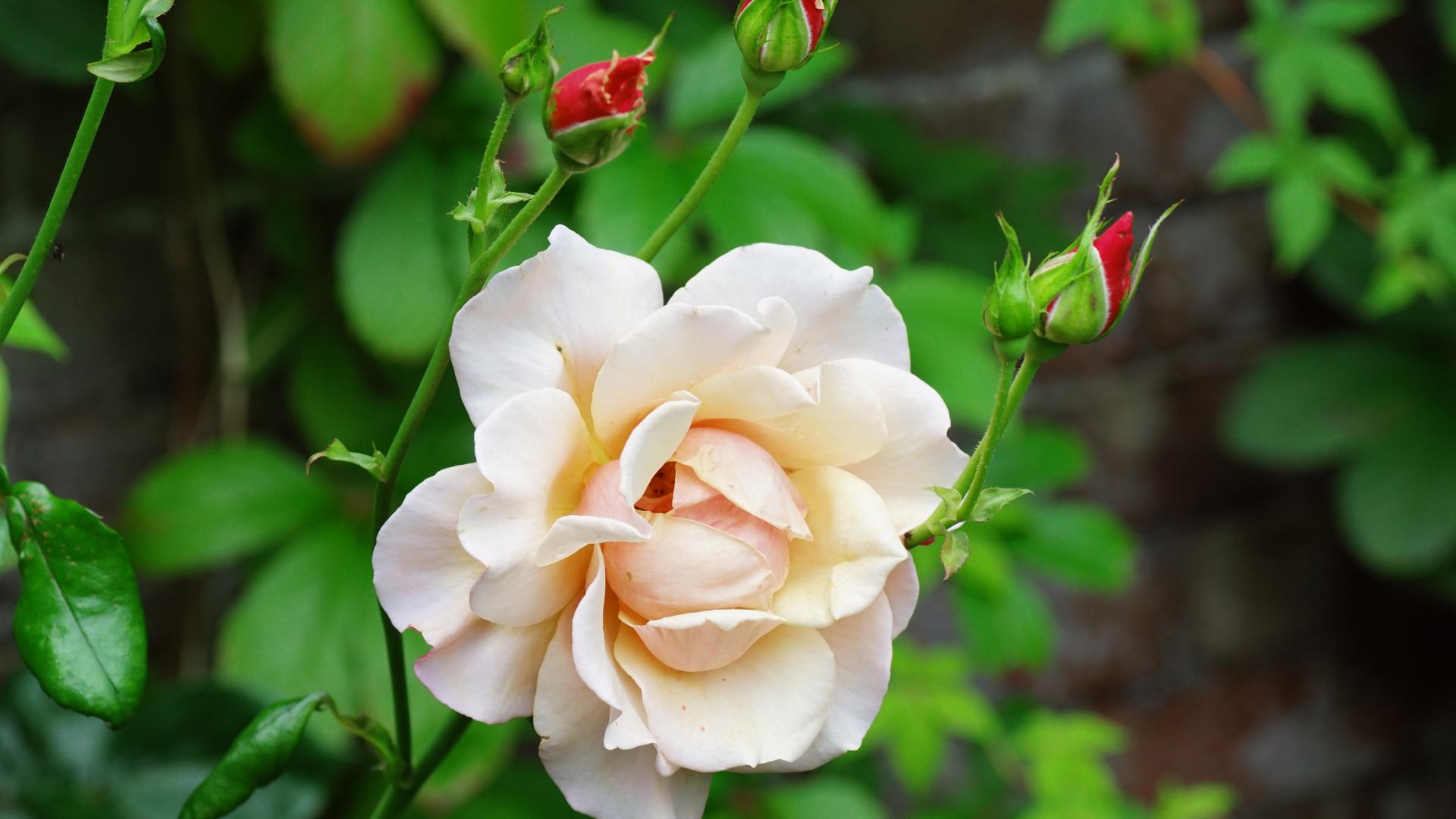 fond d'écran rose fond d'écran rose,fleur,plante à fleurs,julia enfant rose,pétale,floribunda