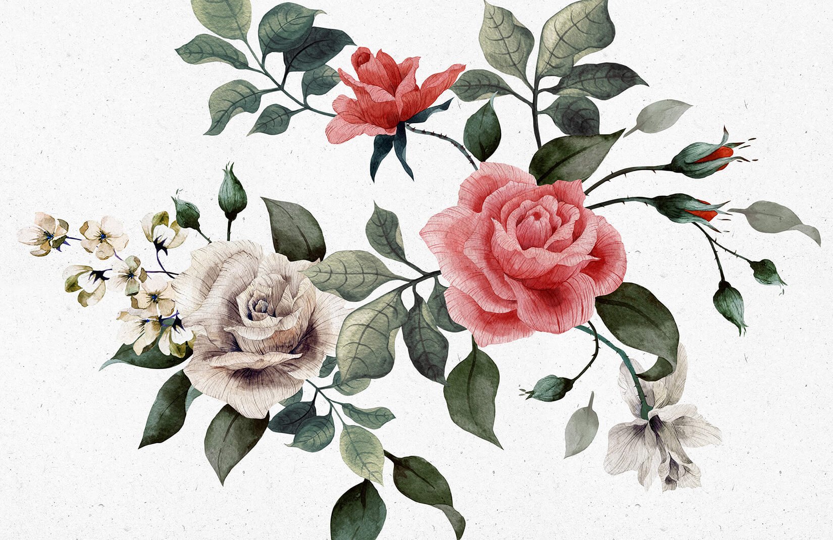 赤と白のバラの壁紙,花,開花植物,工場,庭のバラ,ローズ