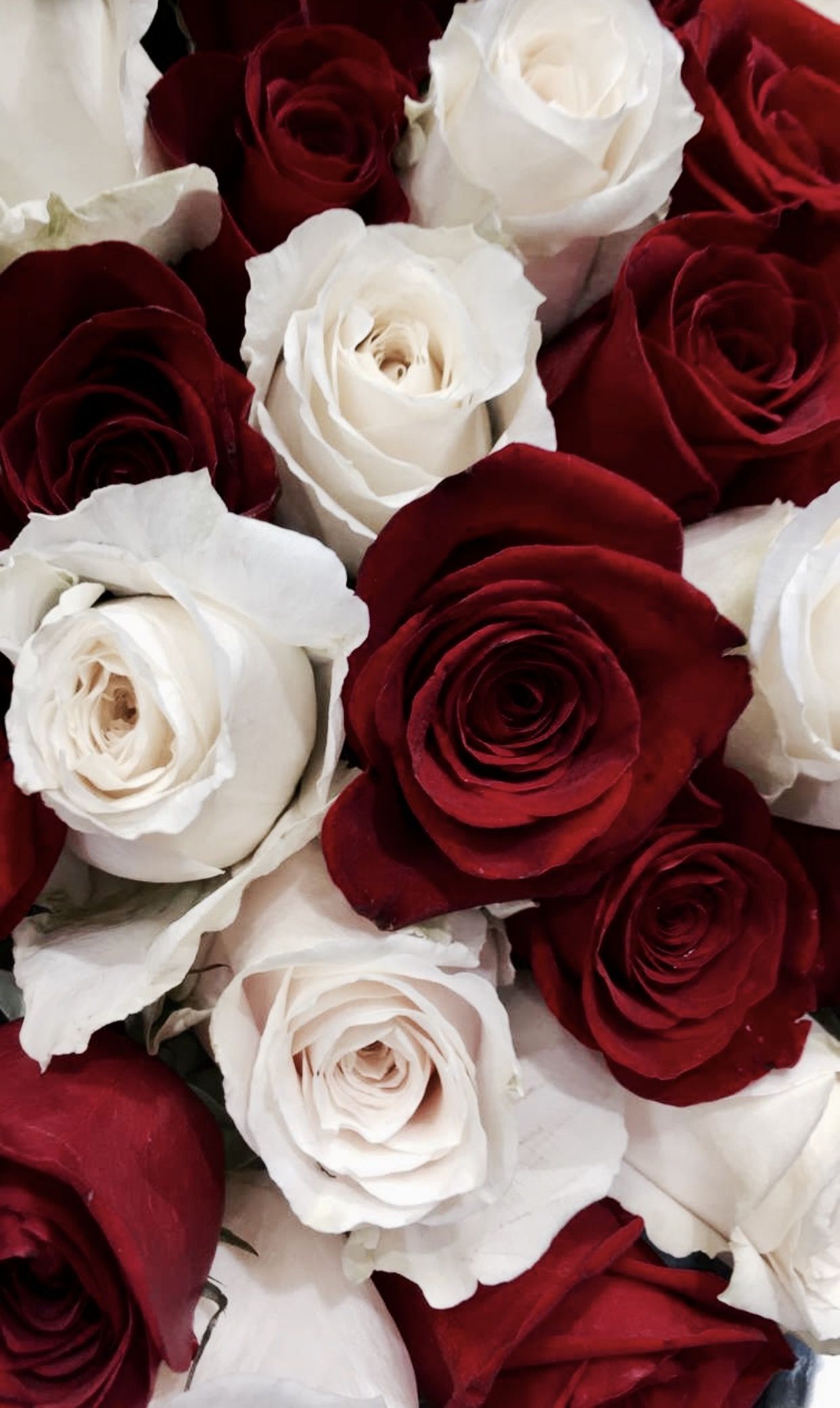 red and white rose wallpaper,flower,rose,garden roses,white,cut flowers