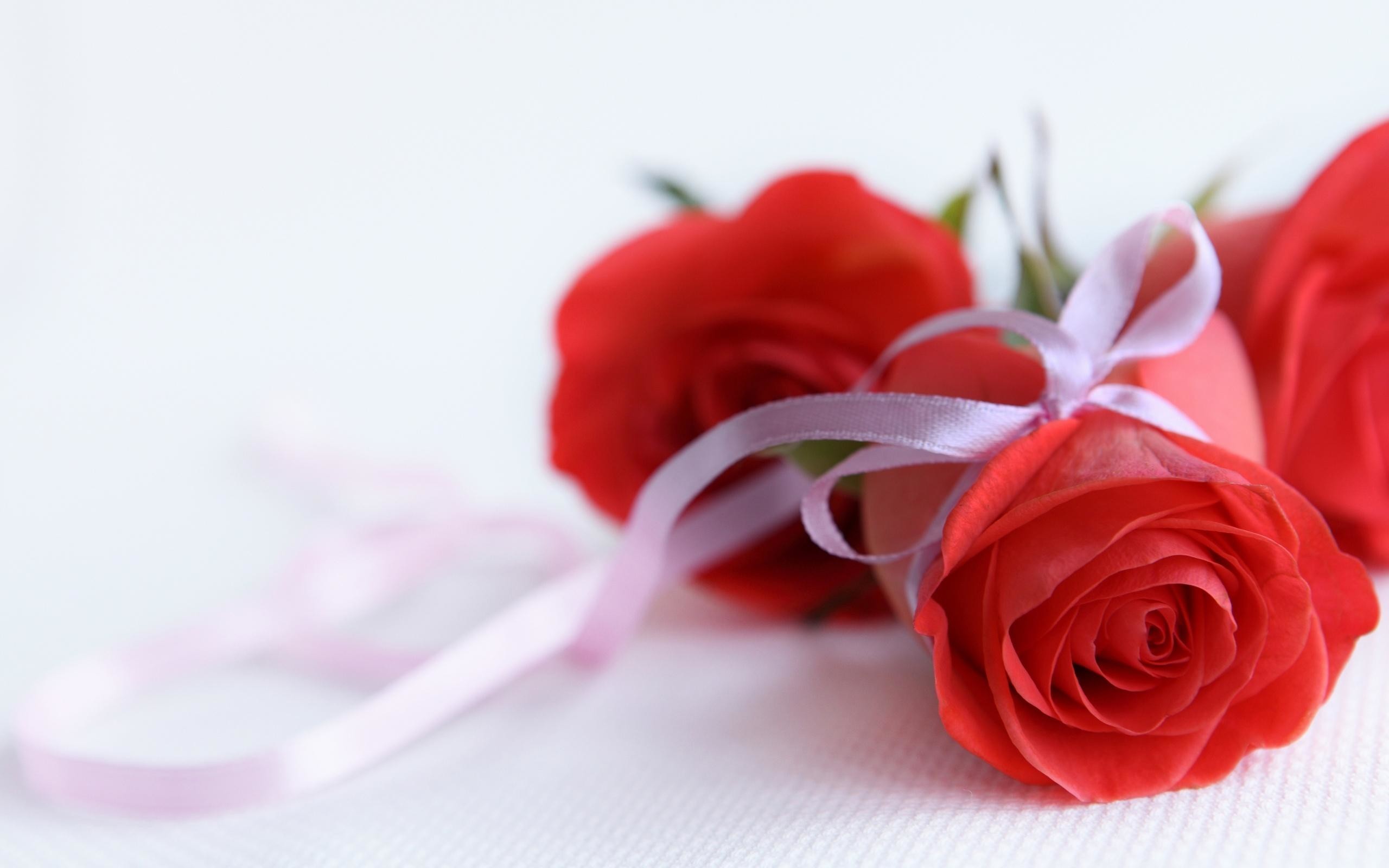빨간색과 흰색 장미 벽지,빨간,꽃,정원 장미,장미,분홍