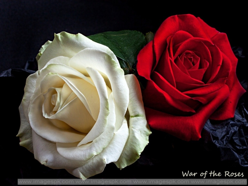 赤と白のバラの壁紙,庭のバラ,ローズ,白い,花,バラ科
