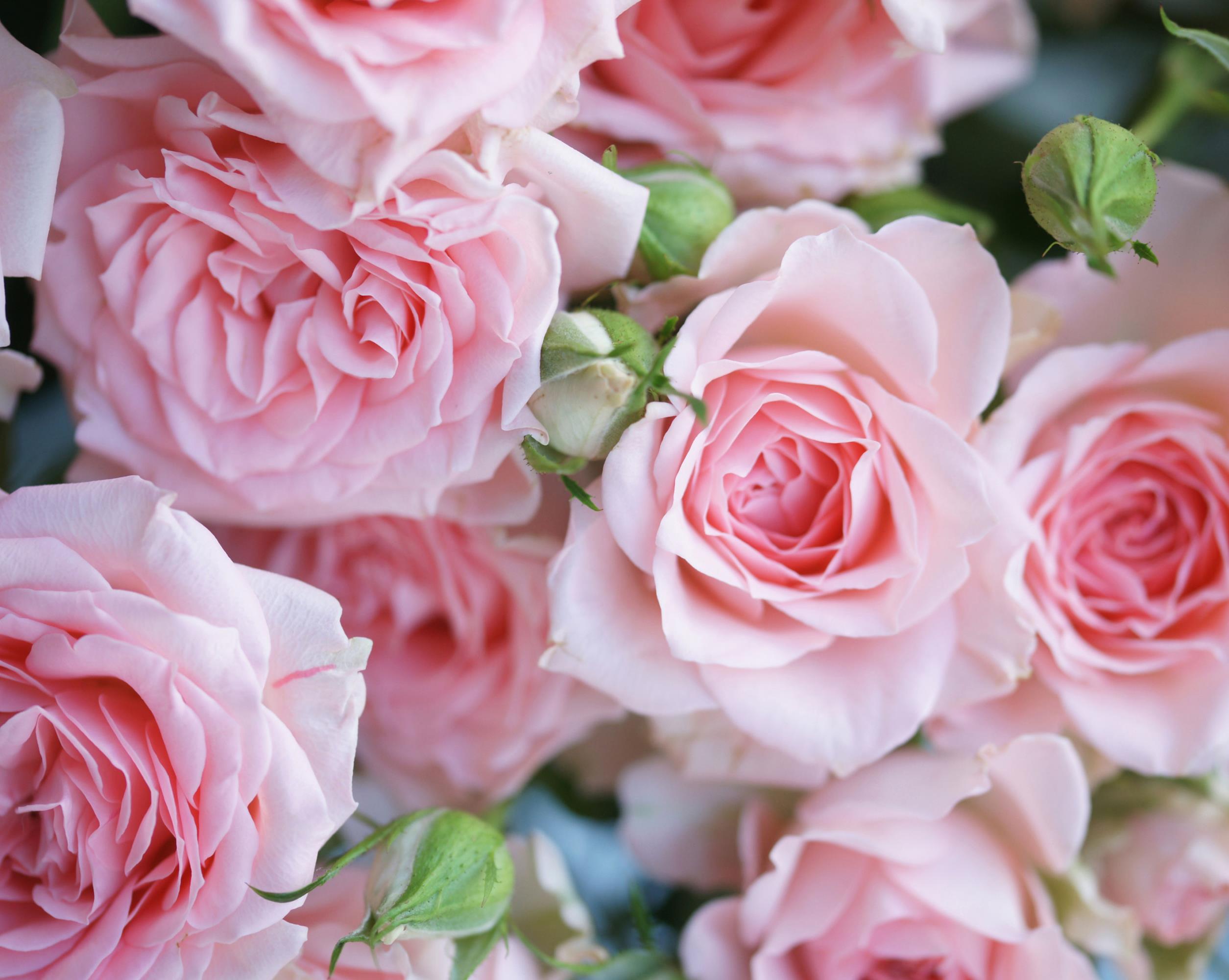 Bridal Pink Floribunda Rose- WallpaperUse