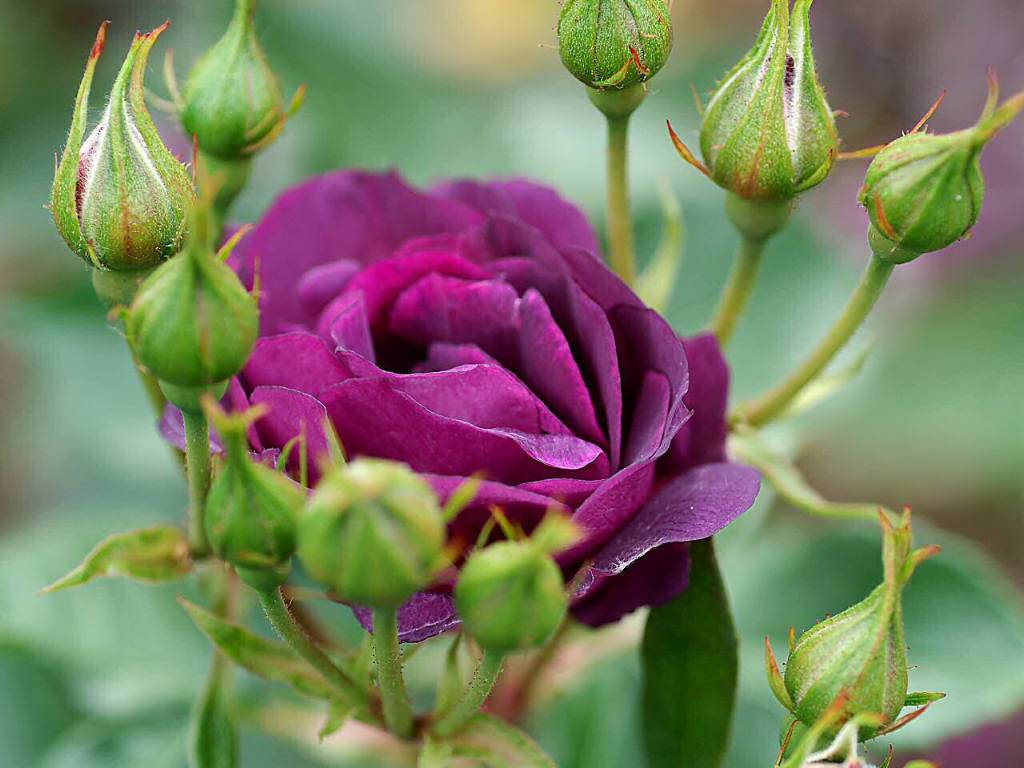 fond d'écran rose fond d'écran rose,fleur,plante à fleurs,plante,pétale,bourgeon