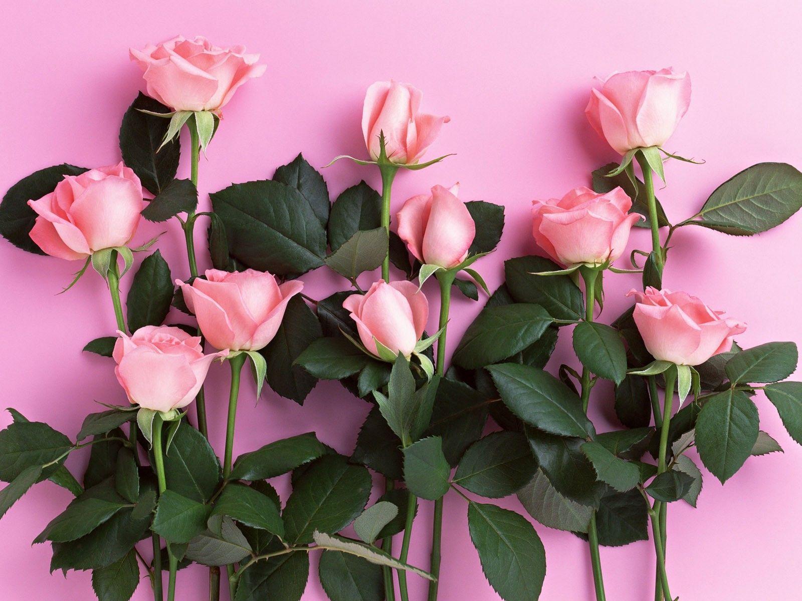 carta da parati rosa carta da parati rosa,fiore,pianta fiorita,rosa,pianta,petalo