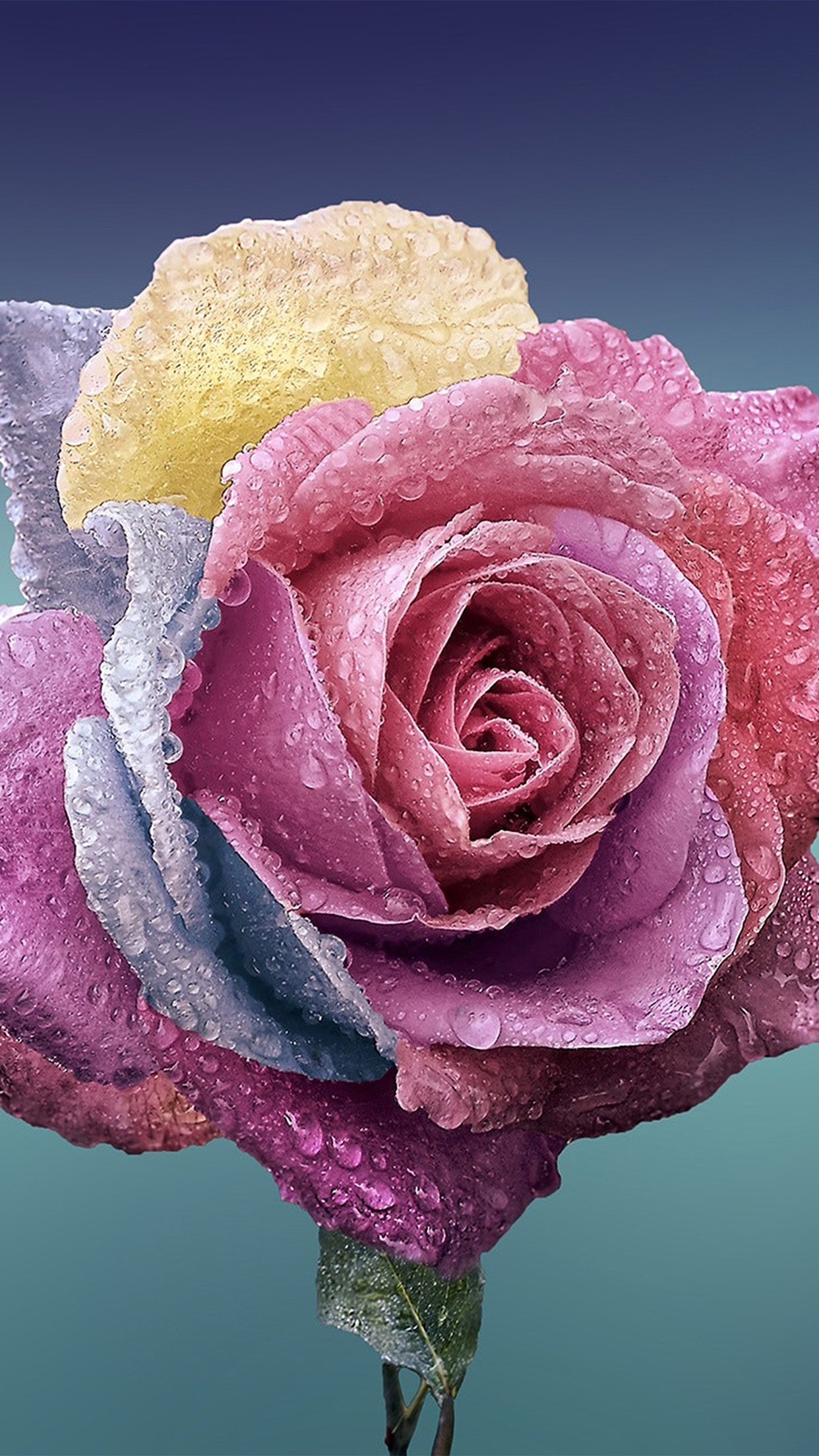 papel tapiz rosa papel tapiz rosa,flor,rosas de jardín,rosado,rosa,pétalo