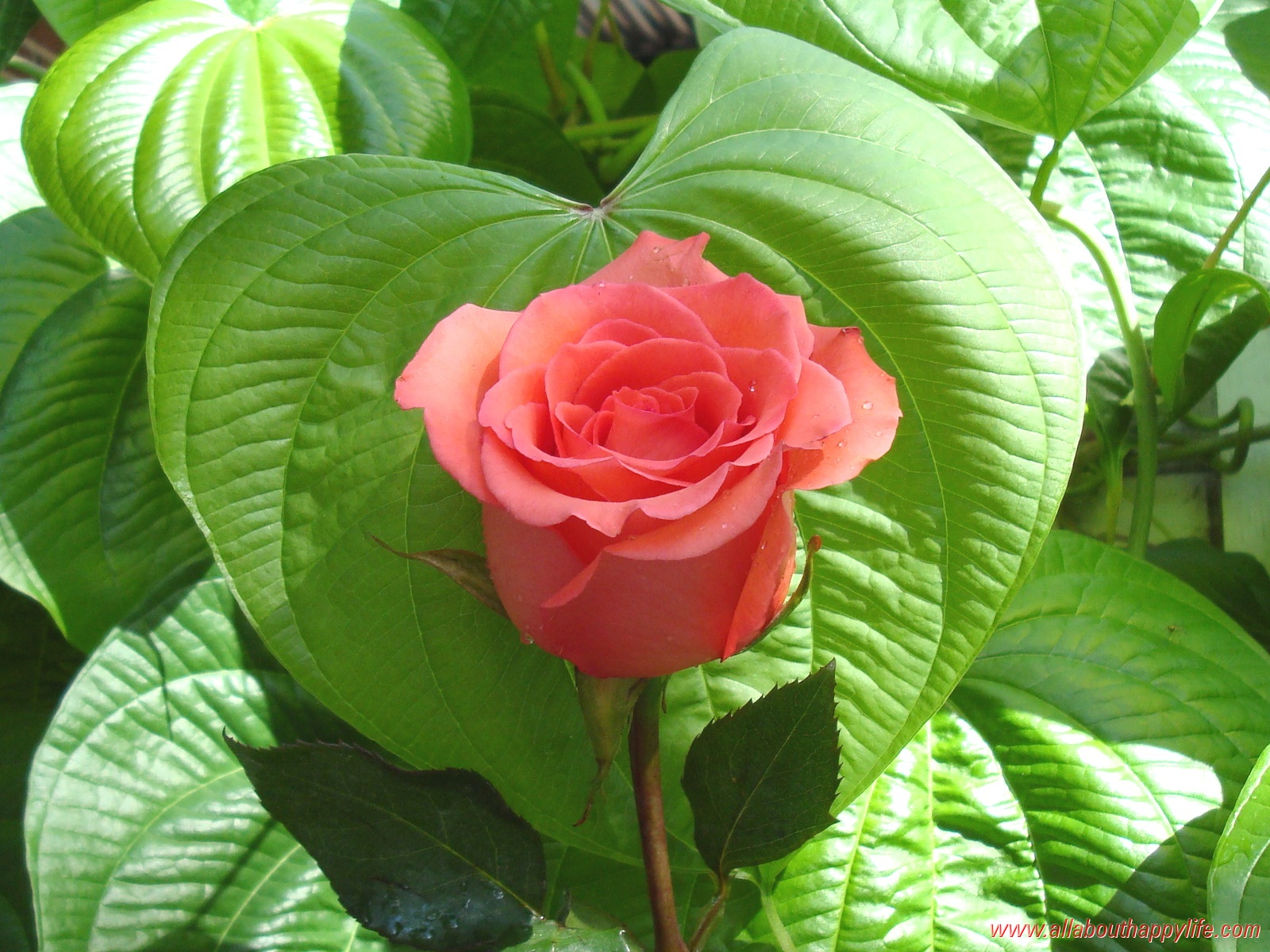 amour rose fond d'écran images,fleur,plante à fleurs,plante,feuille,pétale