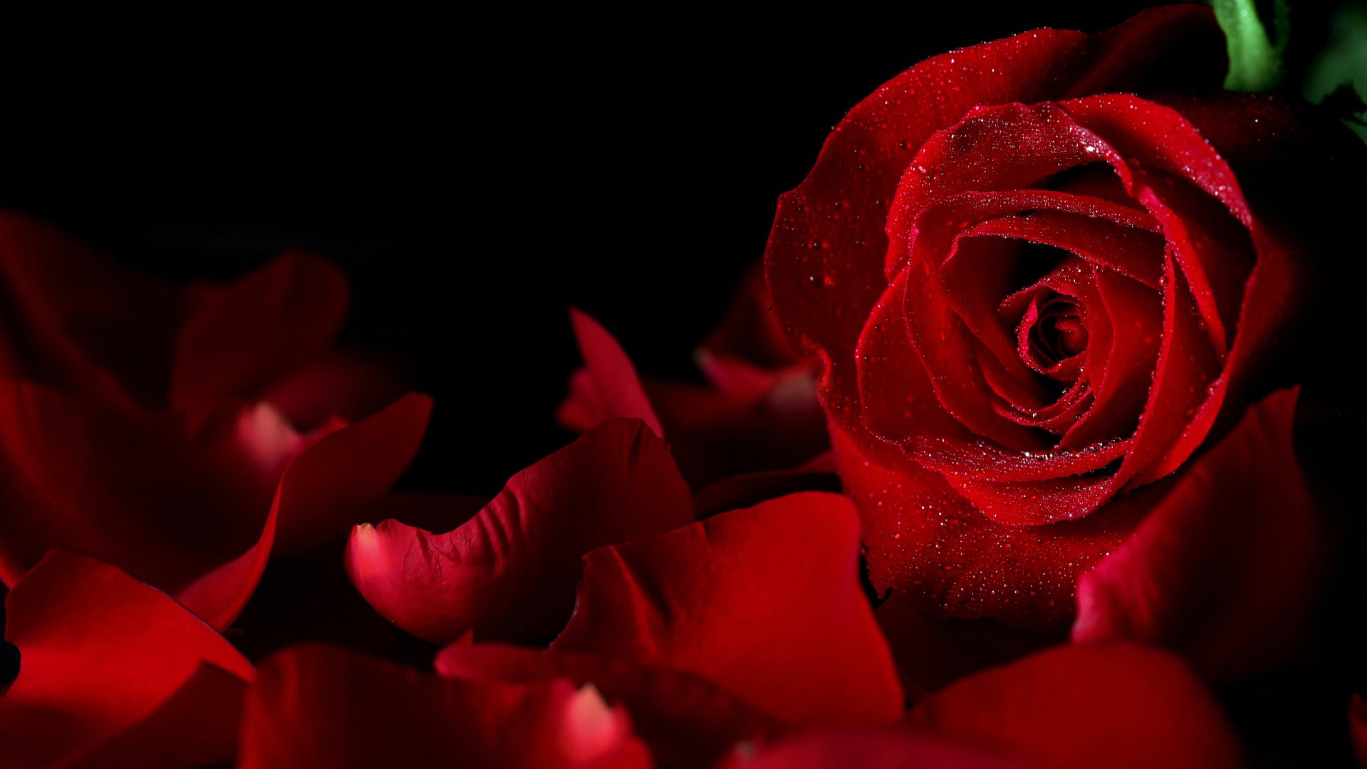 dulce rosa fondo de pantalla,rosas de jardín,rojo,pétalo,rosa,flor