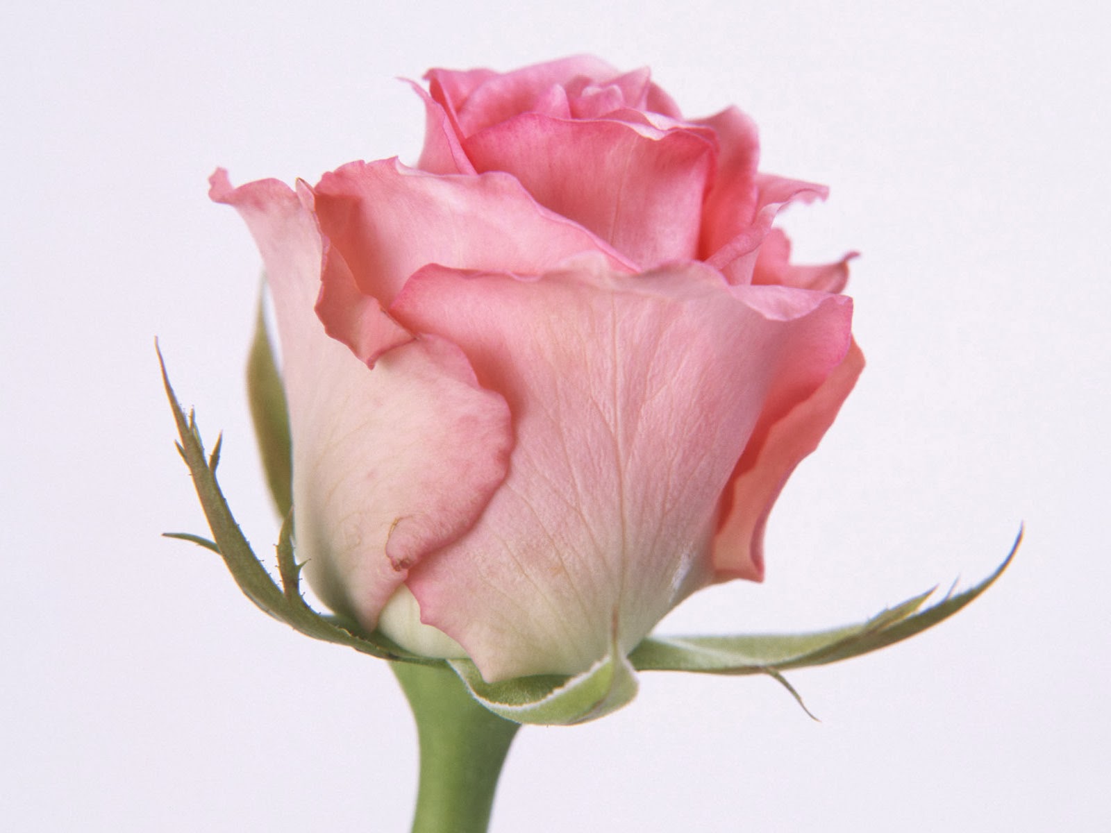 sweet rose wallpaper,flower,flowering plant,petal,pink,garden roses
