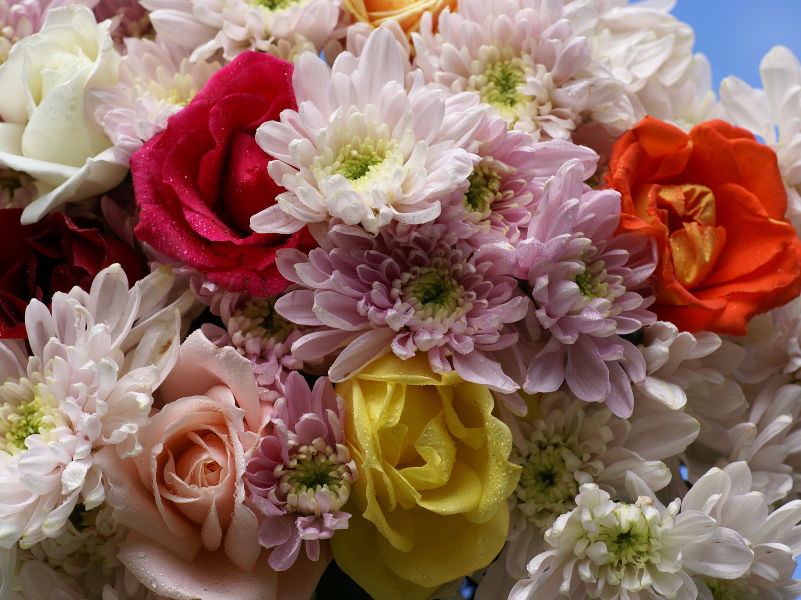 carta da parati rosa dolce,fiore,pianta fiorita,mazzo,disposizione dei fiori,tagliare i fiori