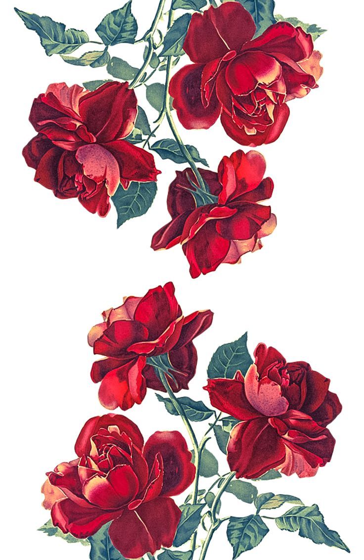 süße rose tapete,blume,blühende pflanze,rot,blütenblatt,pflanze