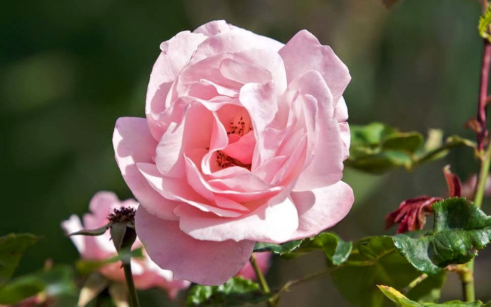 carta da parati rosa carina,fiore,pianta fiorita,julia child rose,rose da giardino,petalo
