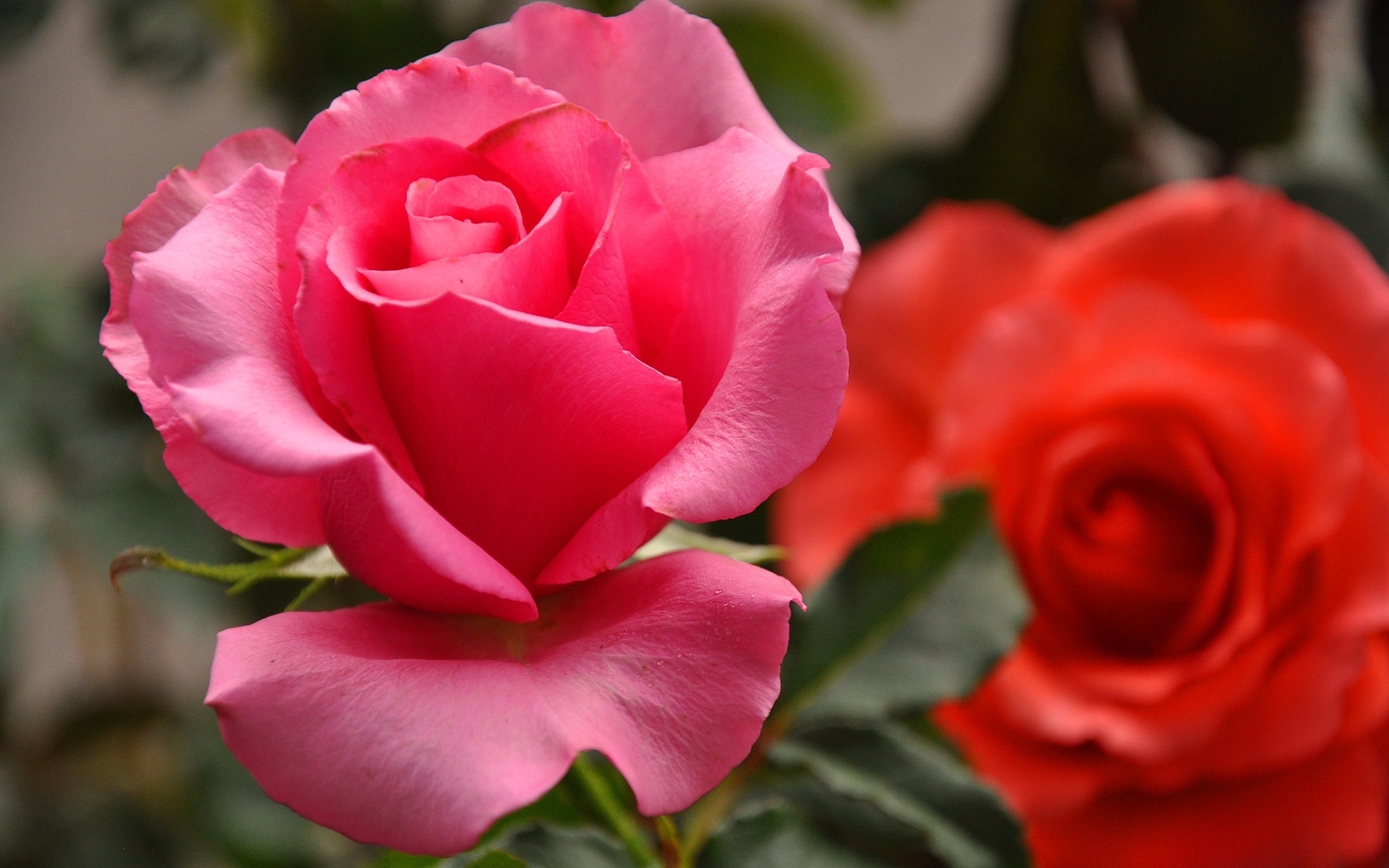 fond d'écran rose mignon,fleur,pétale,roses de jardin,plante à fleurs,rose