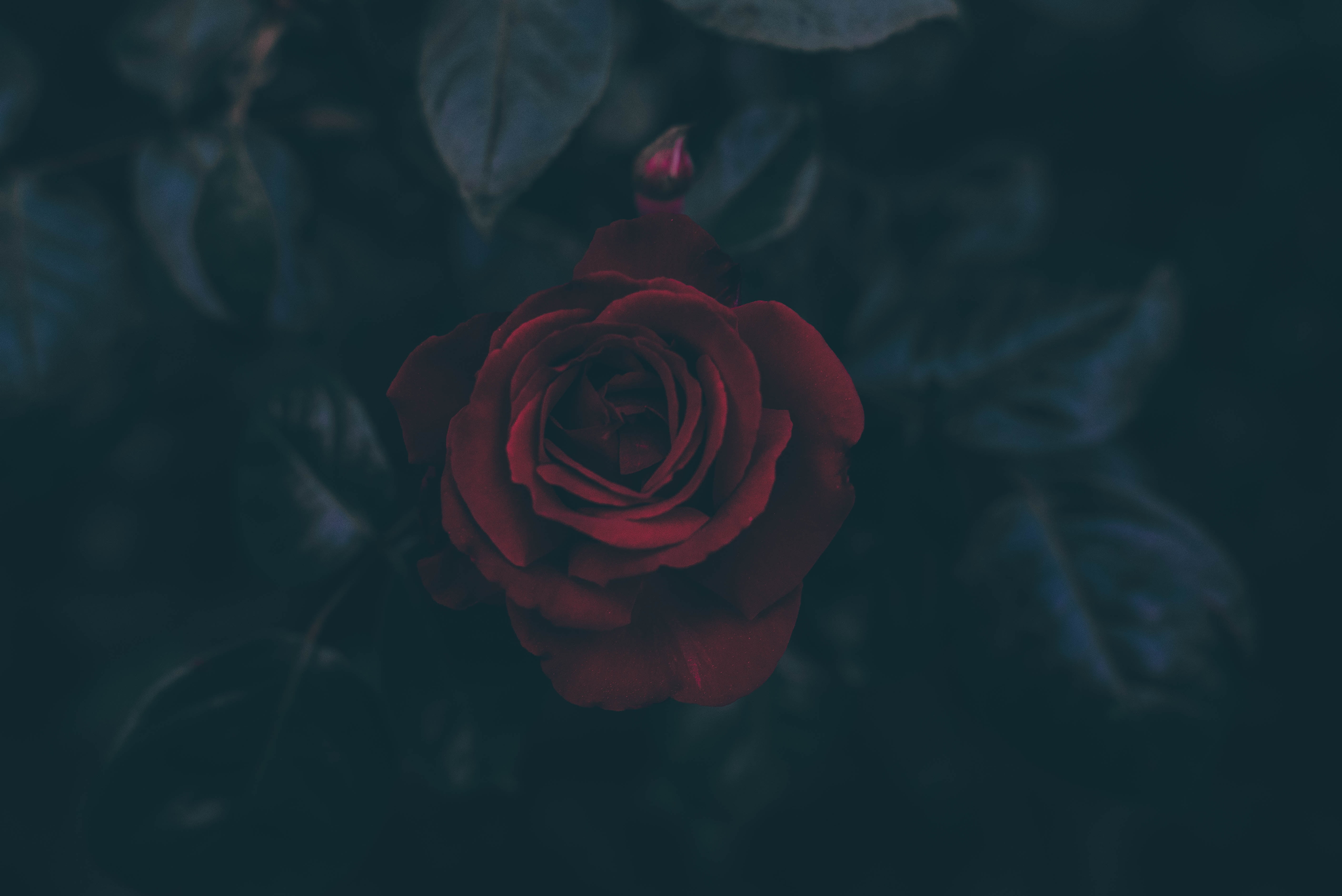 rosa roja oscura fondo de pantalla,rojo,rosas de jardín,rosa,azul,negro