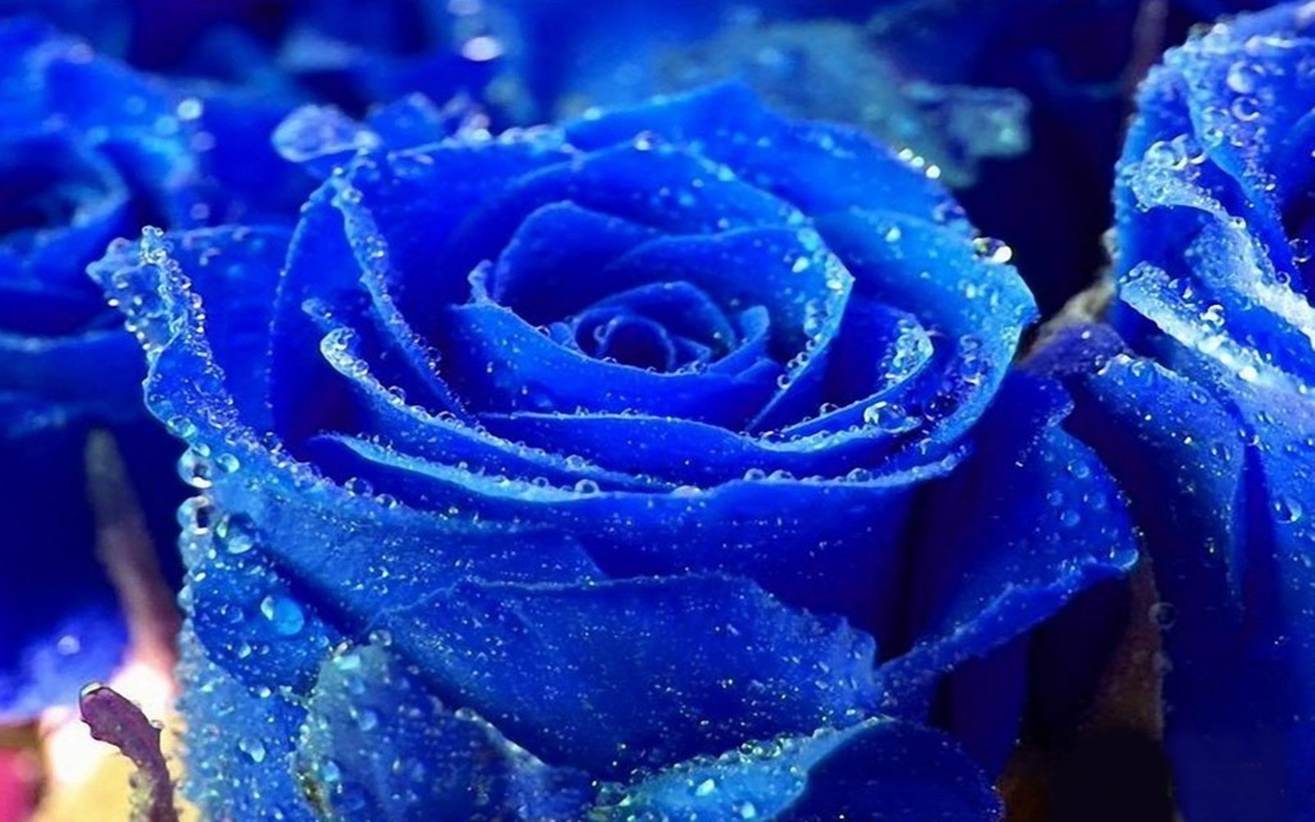 로즈 컬러 벽지,장미,정원 장미,푸른,파란 장미,꽃