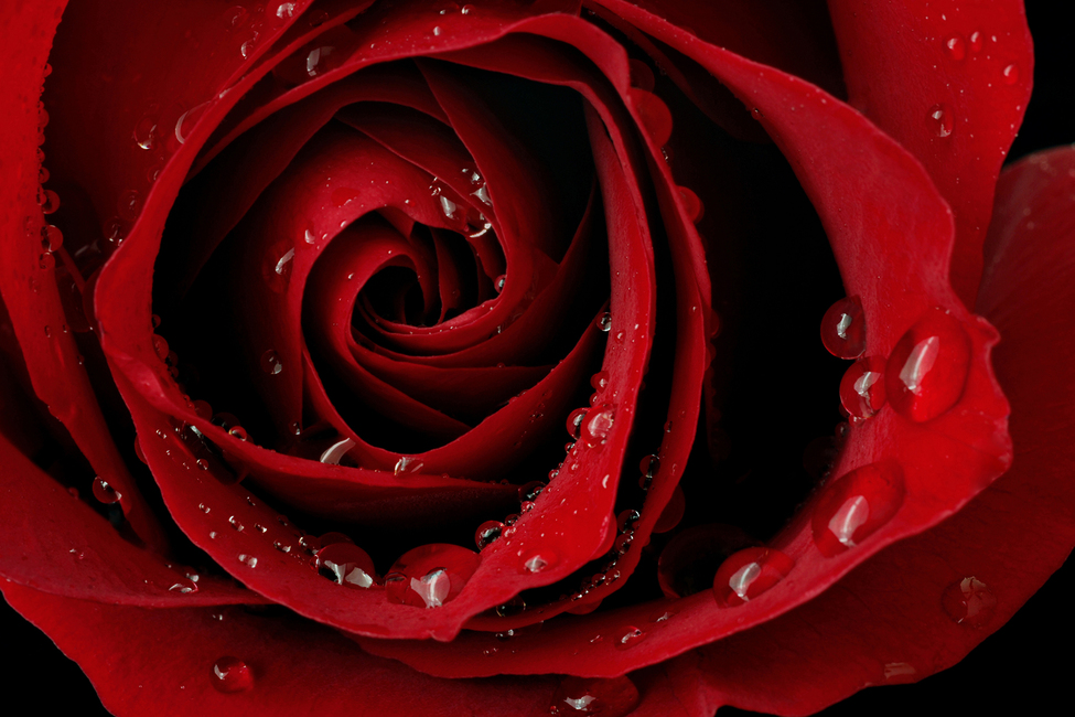 fond d'écran rose rouge foncé,rose,rouge,roses de jardin,pétale,fleur