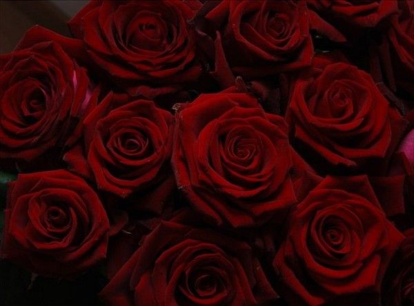 carta da parati rosa rosso scuro,fiore,rosa,rose da giardino,pianta fiorita,rosso