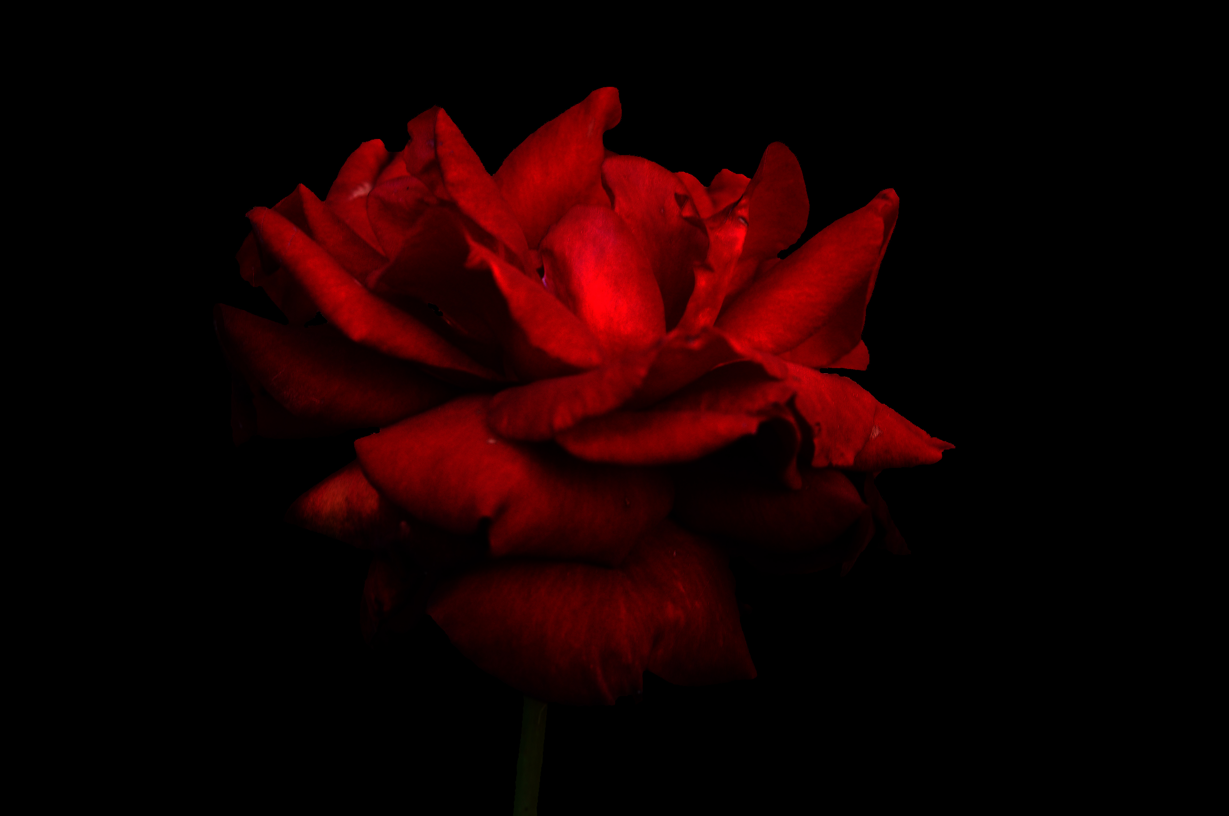暗い赤いバラの壁紙,赤,開花植物,花弁,庭のバラ,花