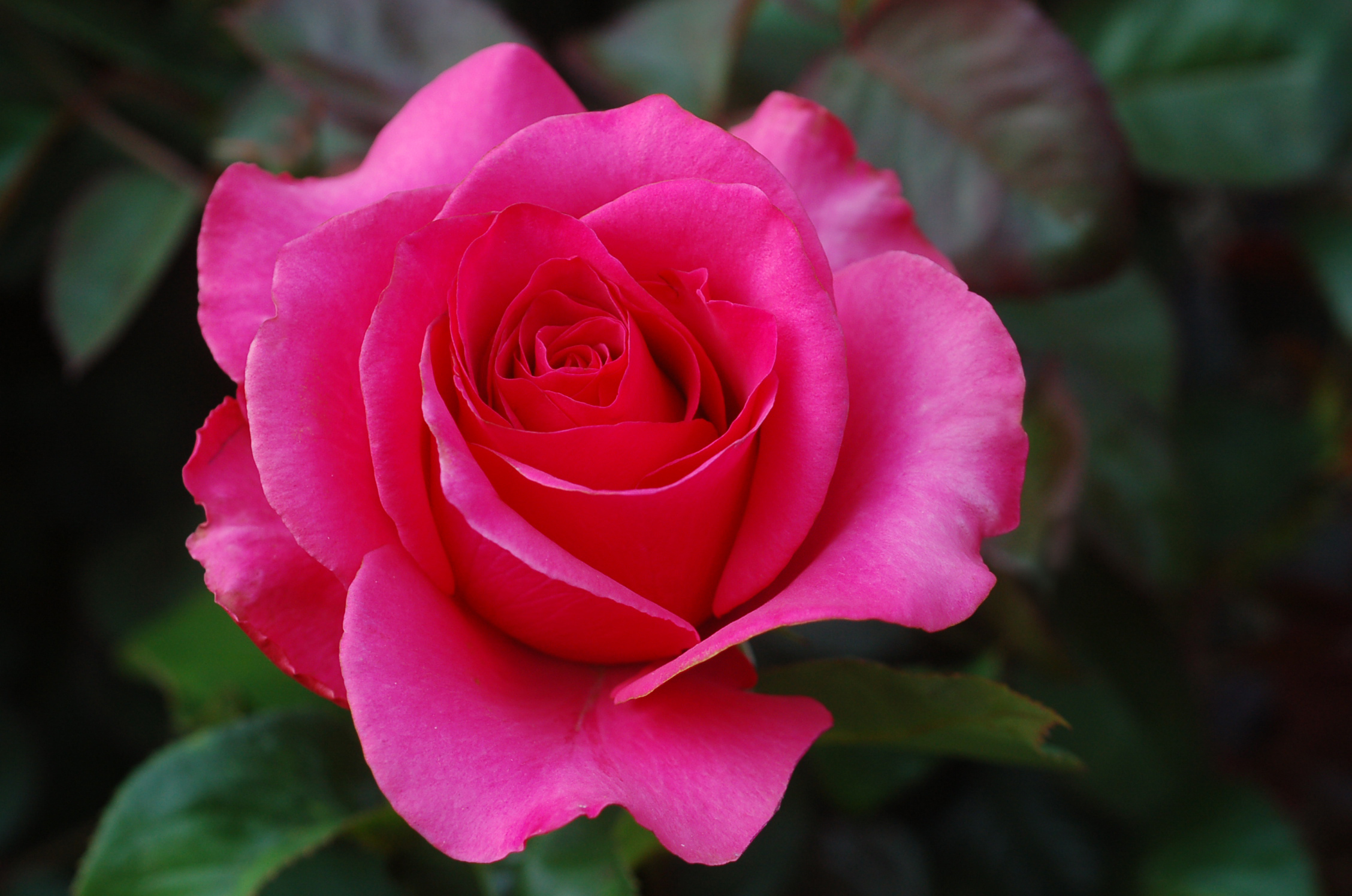 último papel tapiz rosa,flor,rosas de jardín,pétalo,planta floreciendo,julia niño rosa