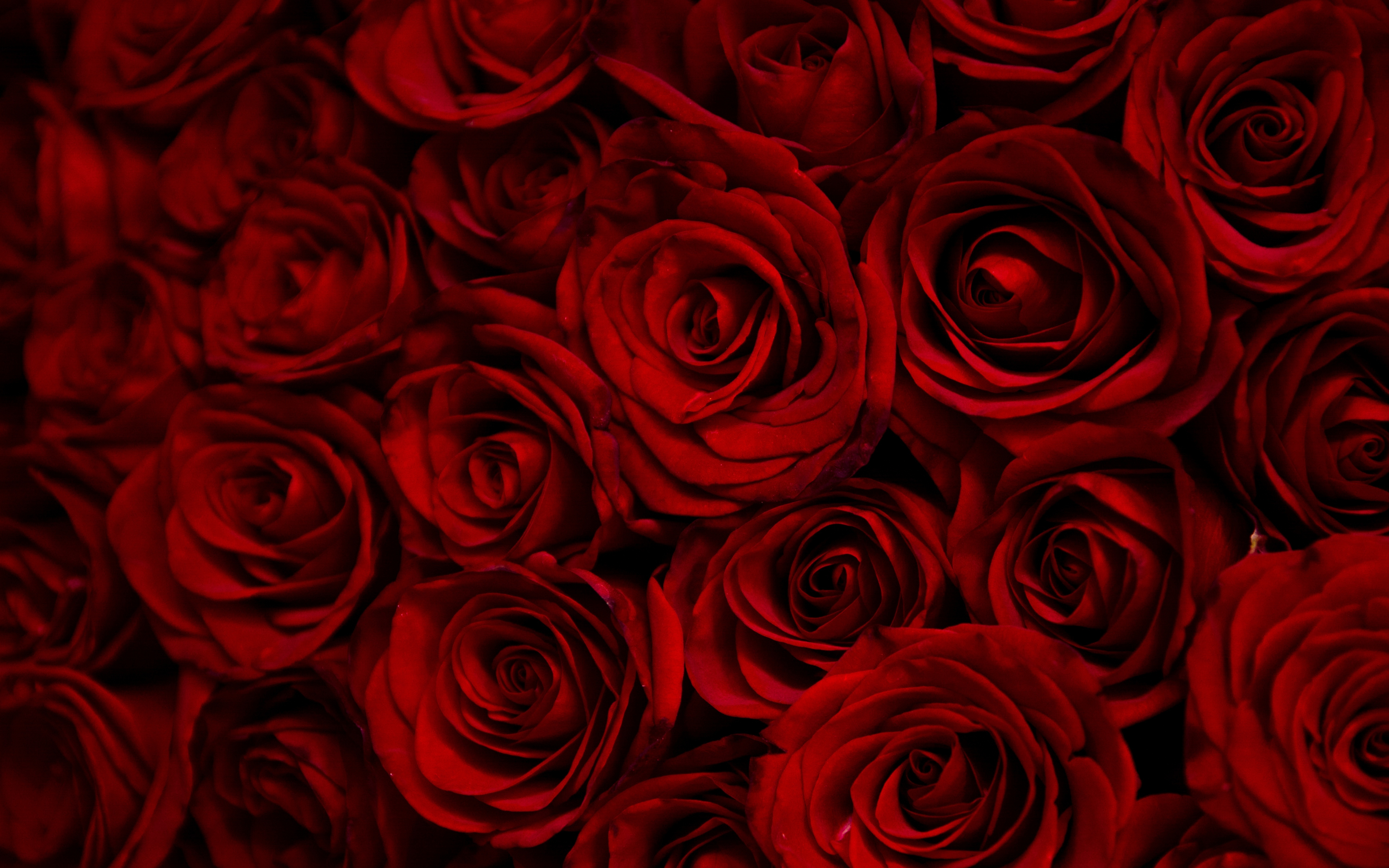 暗い赤いバラの壁紙,ローズ,庭のバラ,赤,花,フロリバンダ