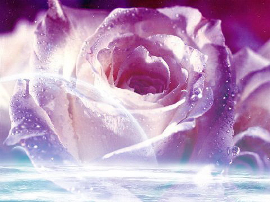 rose colour wallpaper,purple,violet,rose,garden roses,water