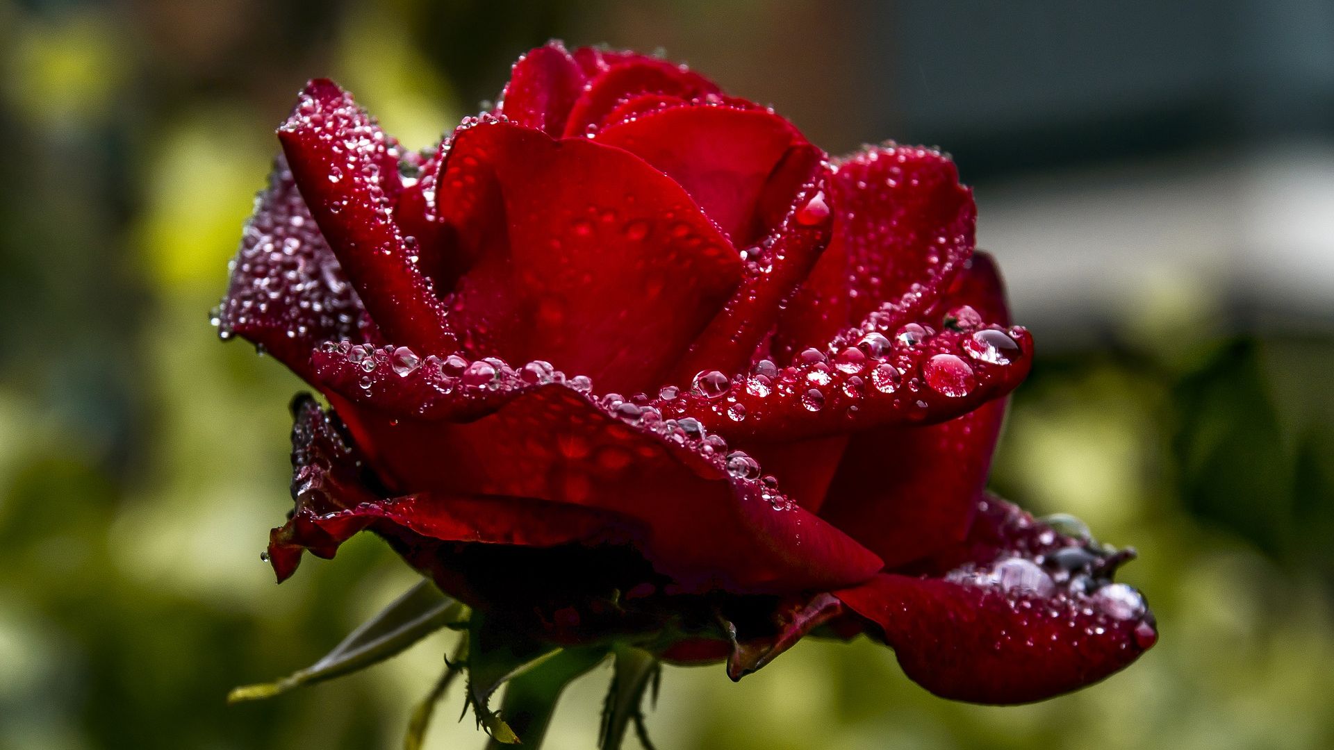 暗い赤いバラの壁紙,花,水,花弁,赤,庭のバラ