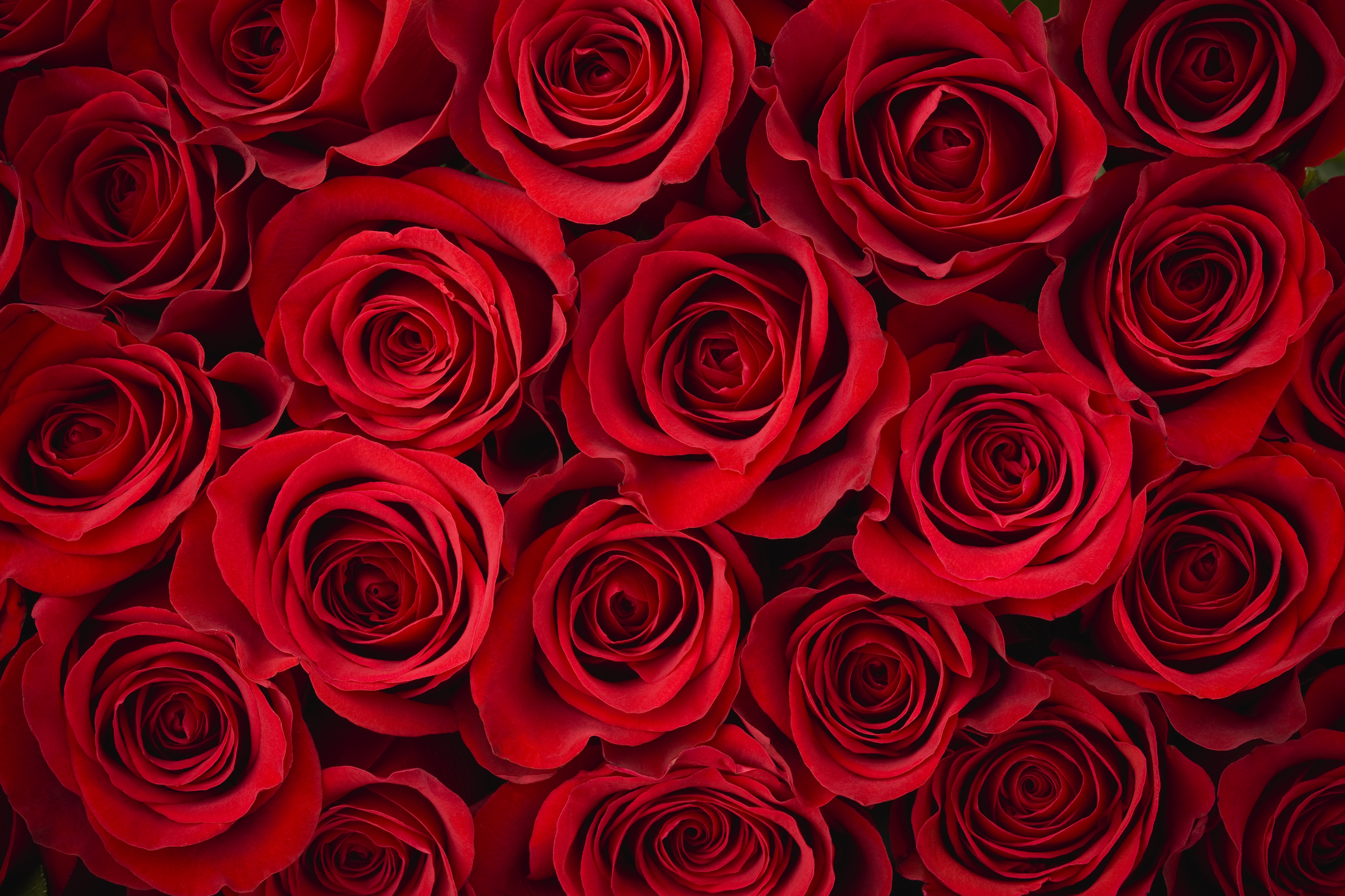 rose colour wallpaper,rose,garden roses,red,flower,floribunda