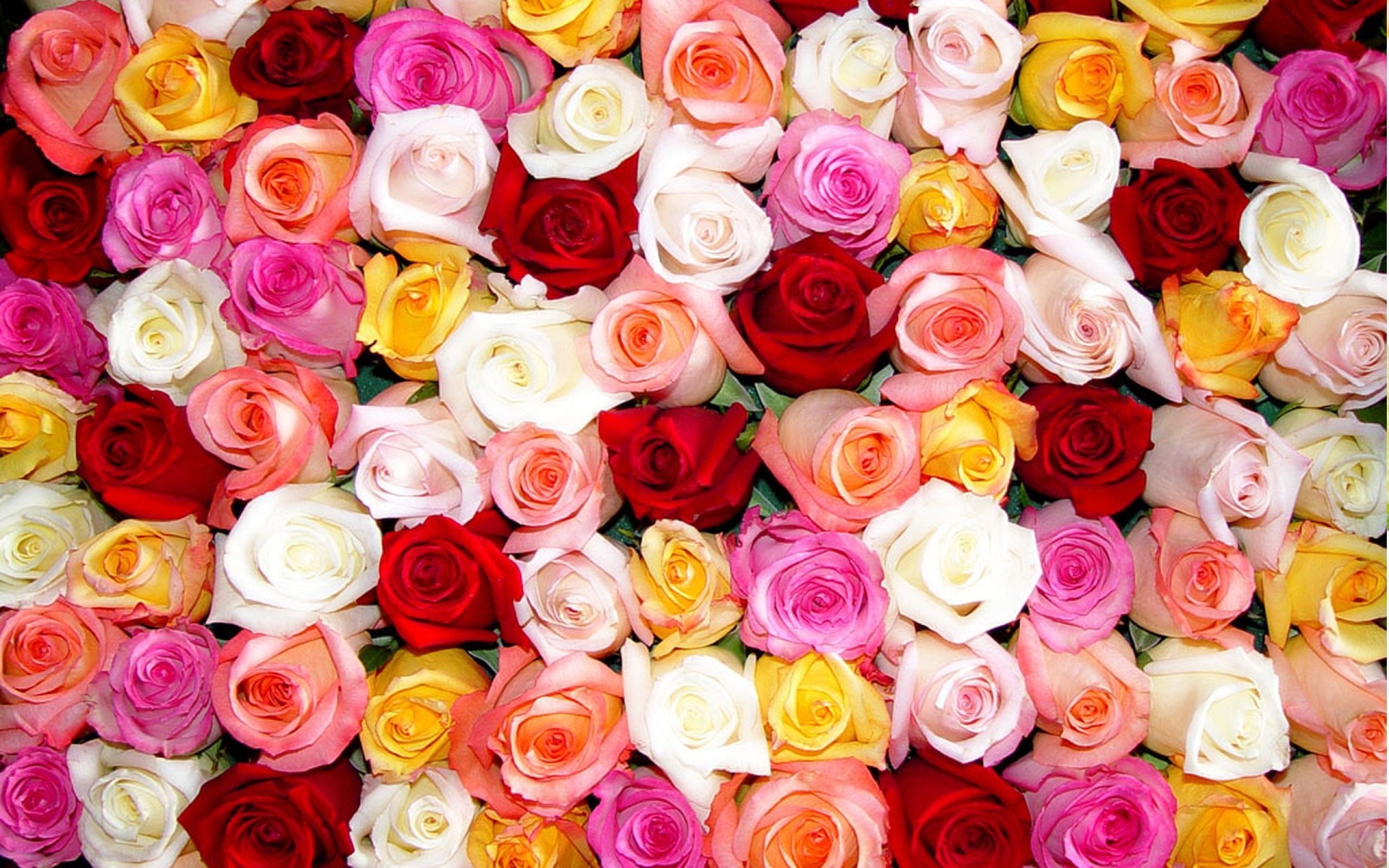 로즈 컬러 벽지,정원 장미,장미,꽃,꽃잎,꽃을 자르다