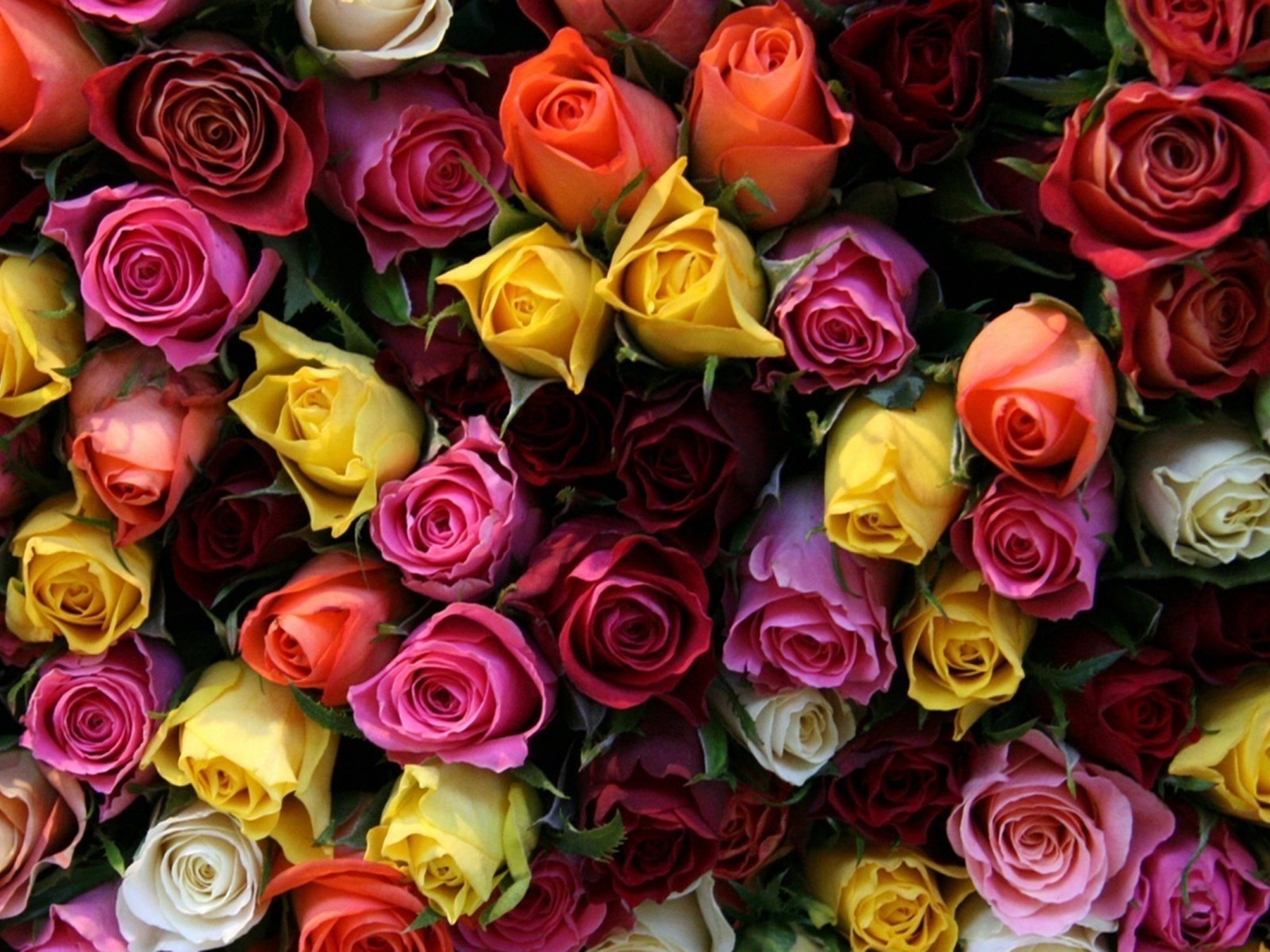 papier peint couleur rose,fleur,rose,plante à fleurs,roses de jardin,famille rose