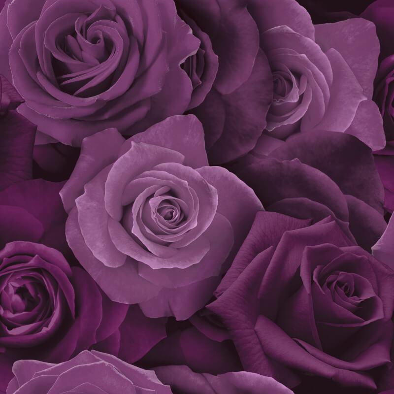 rosafarbene tapete,blume,gartenrosen,rose,lila,violett