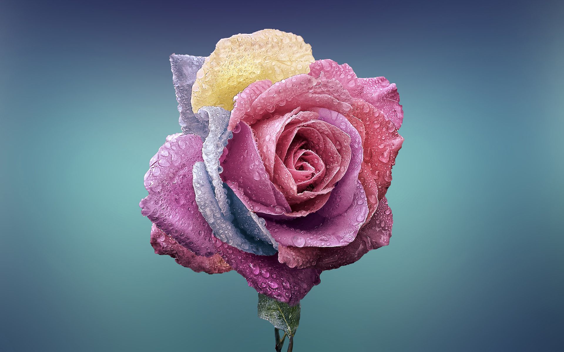 papier peint couleur rose,fleur,roses de jardin,rose,rose,pétale