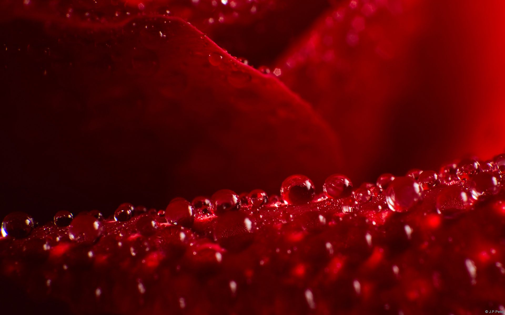 rose colour wallpaper,red,water,macro photography,light,close up
