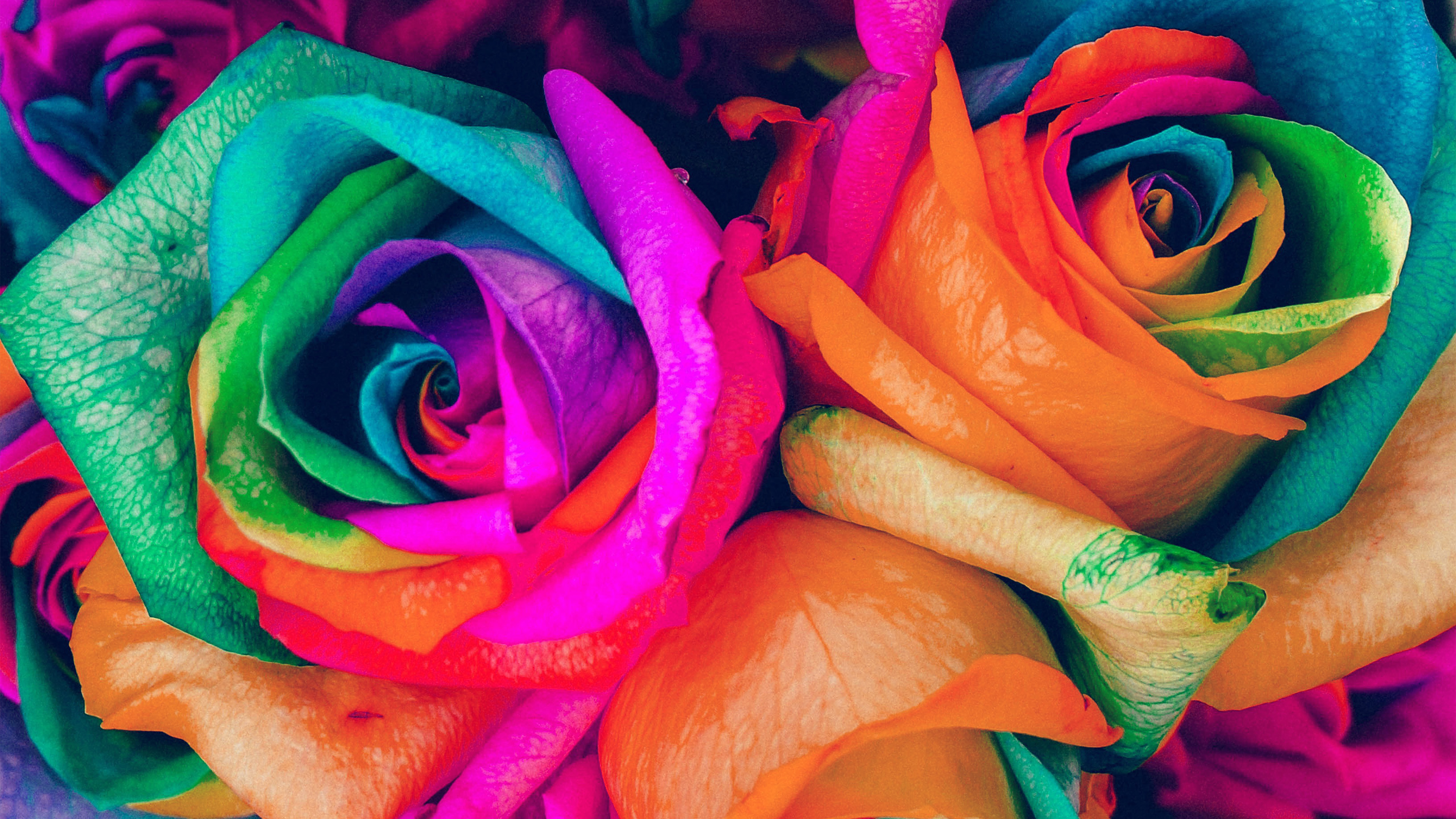 rose colour wallpaper,flower,rose,rainbow rose,petal,garden roses