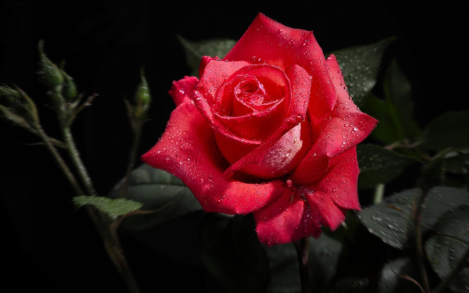 fond d'écran rose unique,fleur,plante à fleurs,roses de jardin,rouge,rose