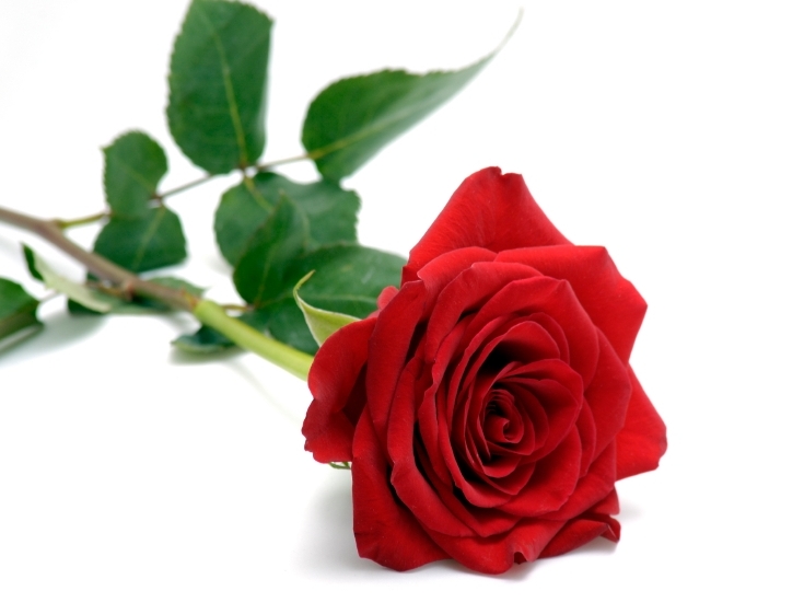 papel tapiz de una sola rosa,flor,planta floreciendo,rosas de jardín,rojo,rosa