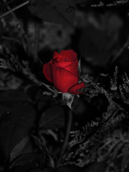 read rose wallpaper,red,garden roses,black,white,monochrome photography