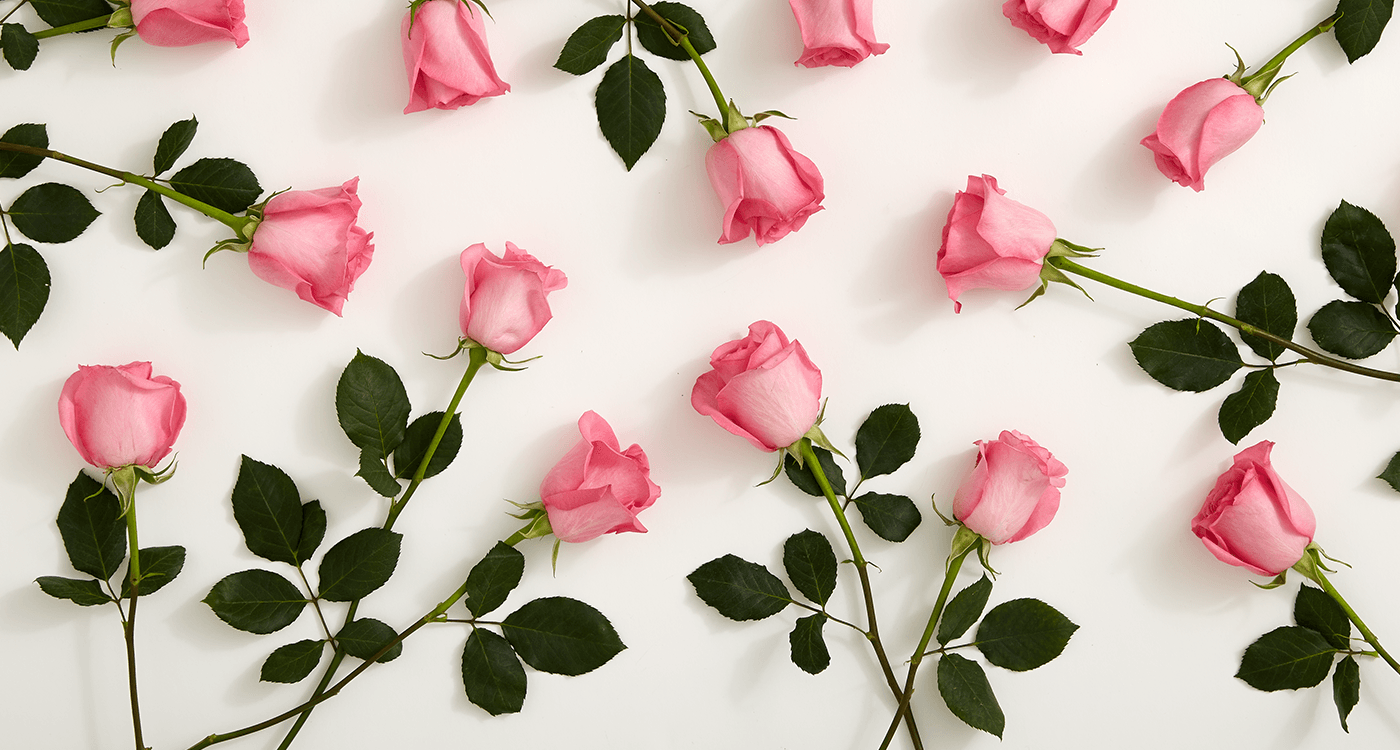 バラの壁紙を読む,花弁,ピンク,花,庭のバラ,ローズ