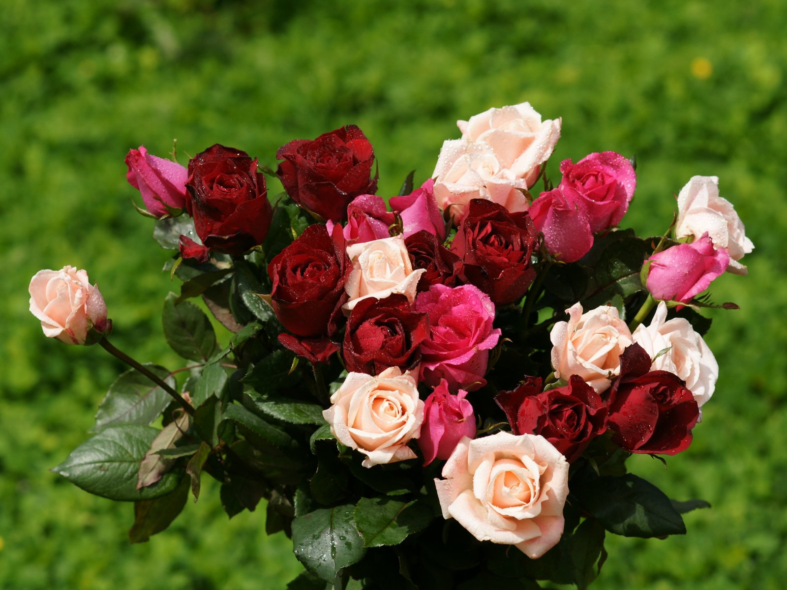 all rose wallpaper,flower,garden roses,flowering plant,julia child rose,rose