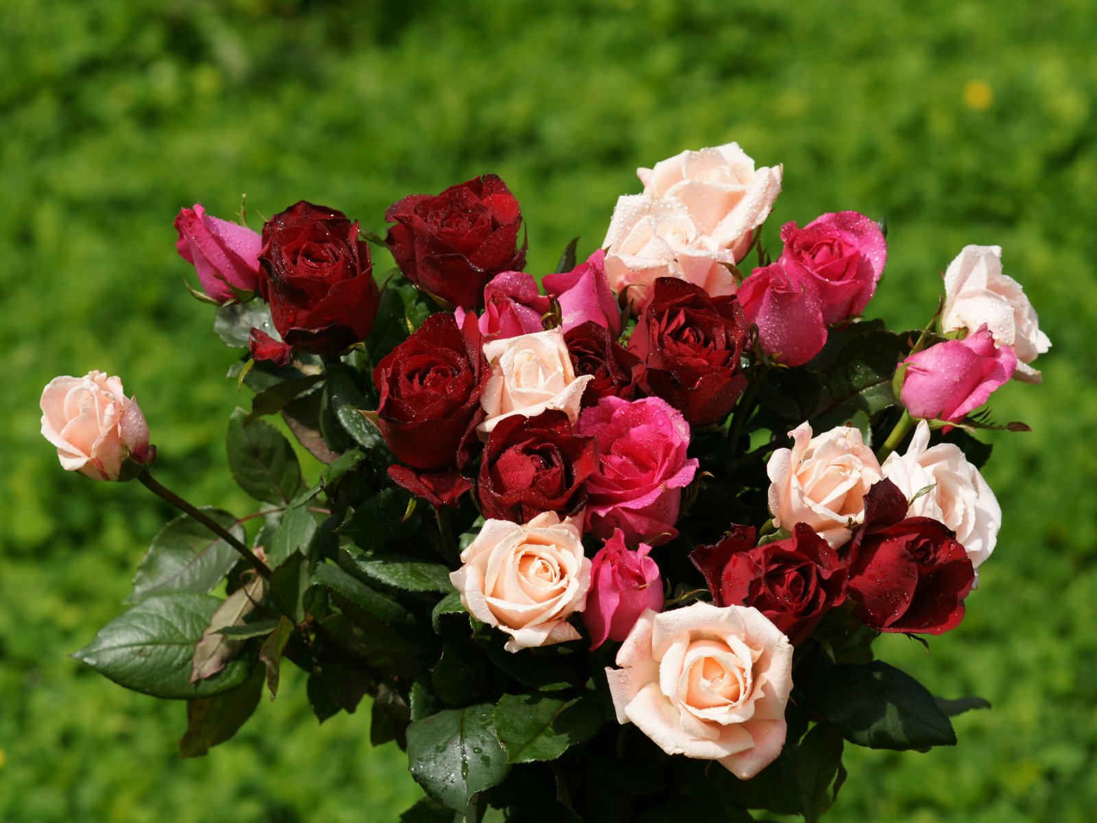 carta da parati tutta rosa,fiore,rose da giardino,pianta fiorita,julia child rose,rosa