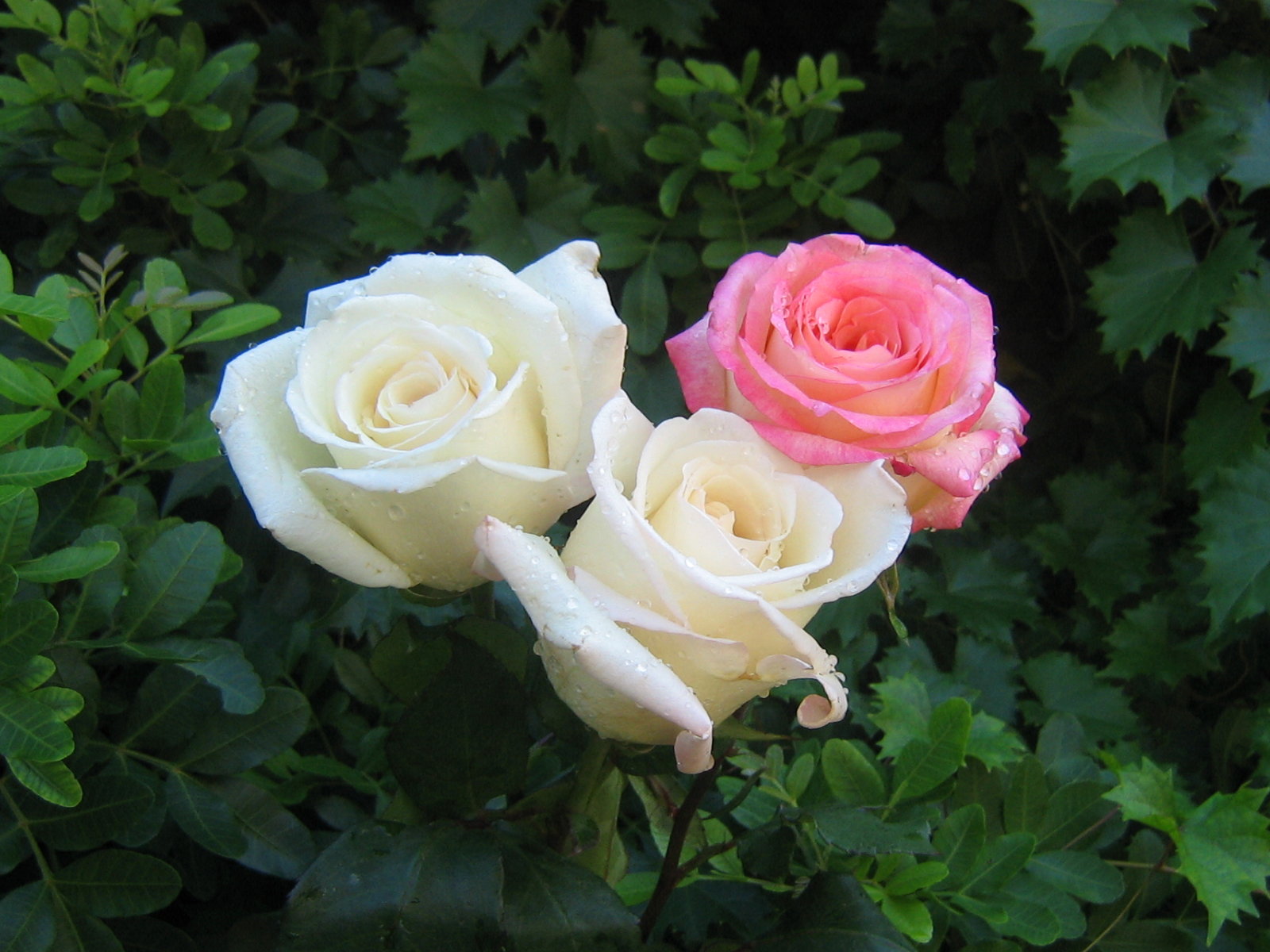 all rose wallpaper,flor,planta floreciendo,julia niño rosa,rosas de jardín,rosa