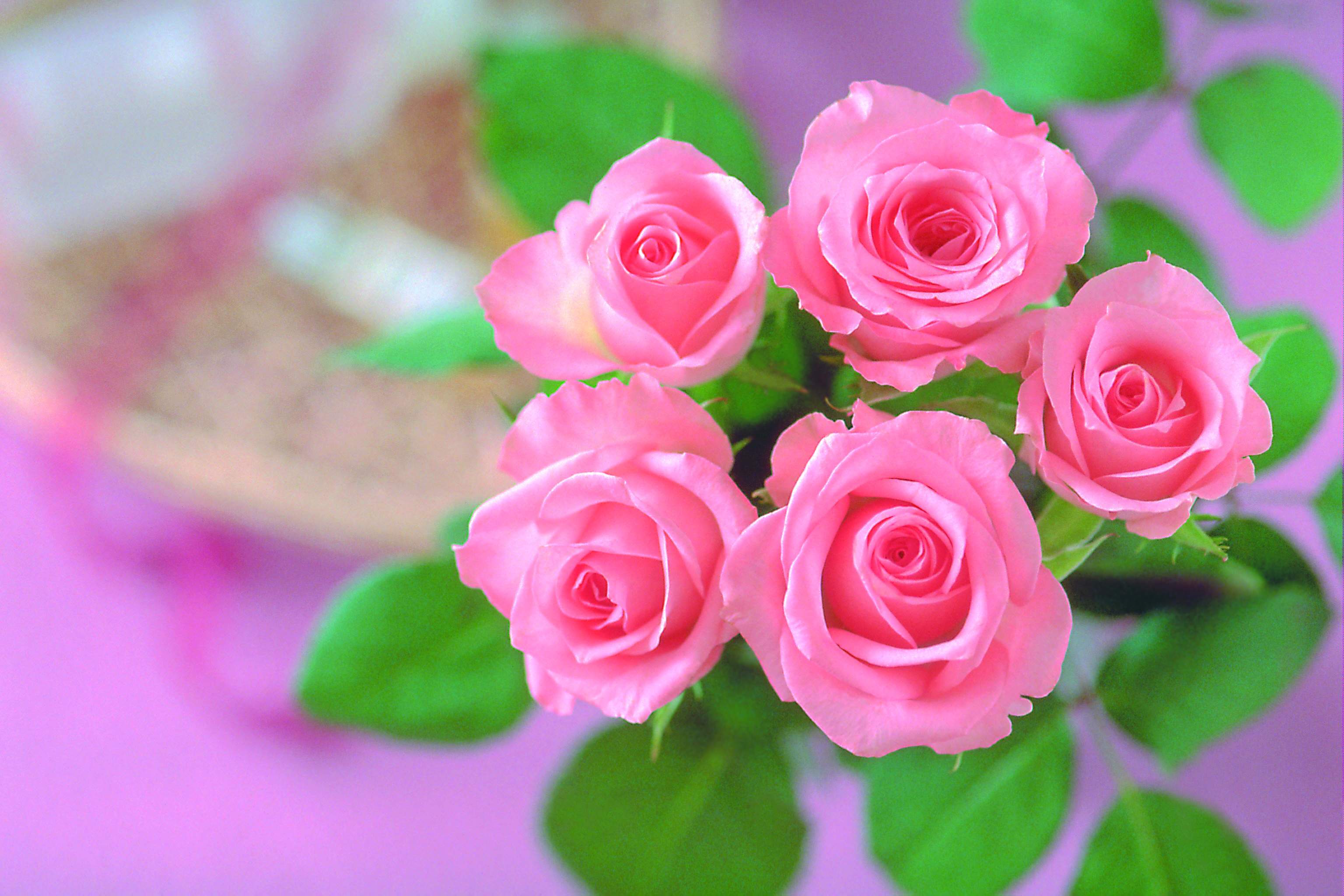 all rose wallpaper,rosado,flor,rosas de jardín,rosa,familia rosa