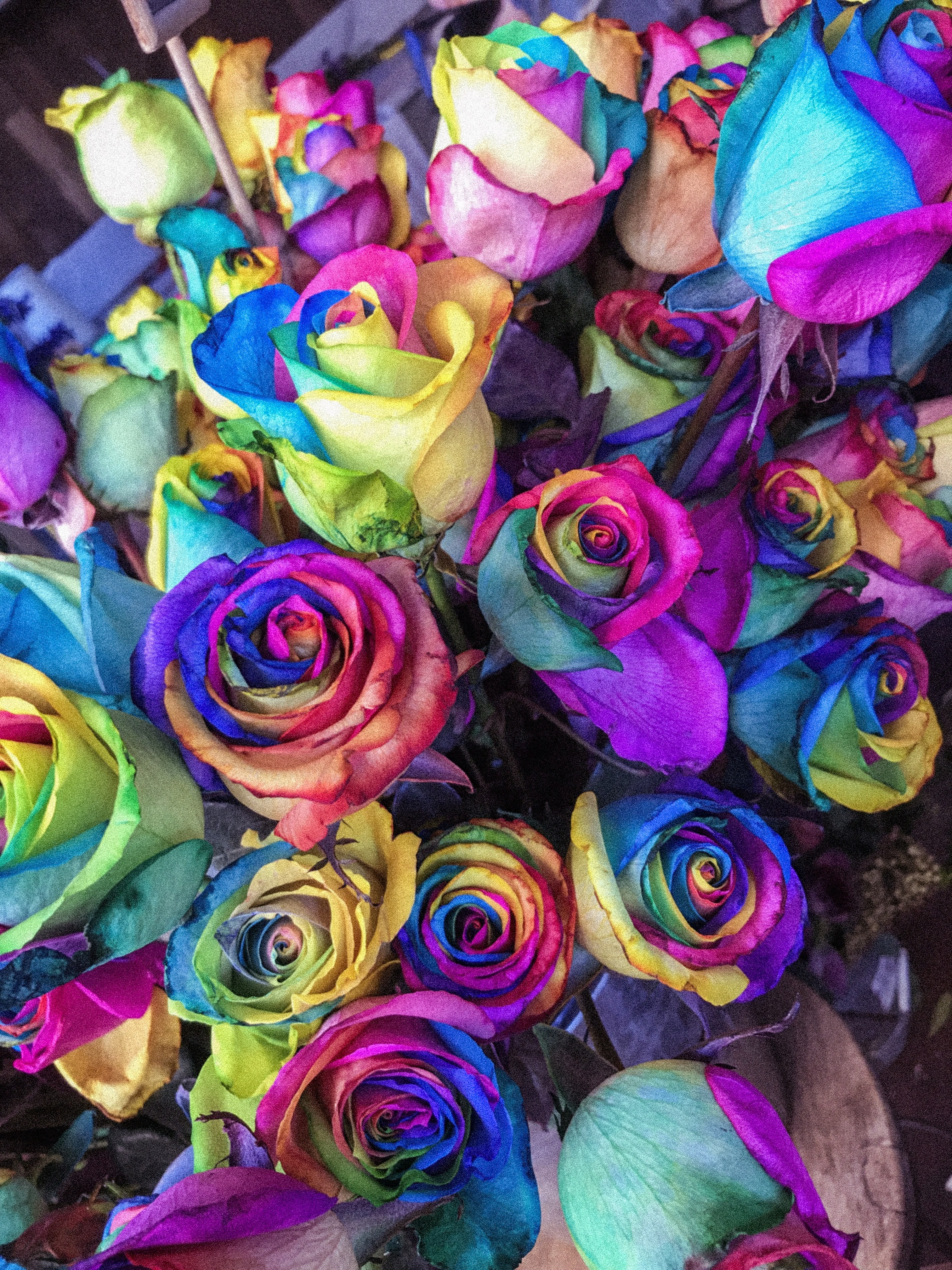 colourful roses wallpaper,rose,rainbow rose,flower,purple,rose family