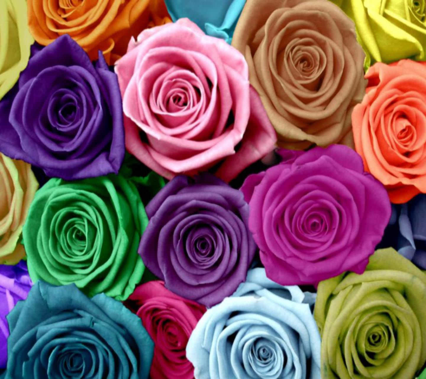カラフルなバラの壁紙,花,ローズ,庭のバラ,バラ科,工場